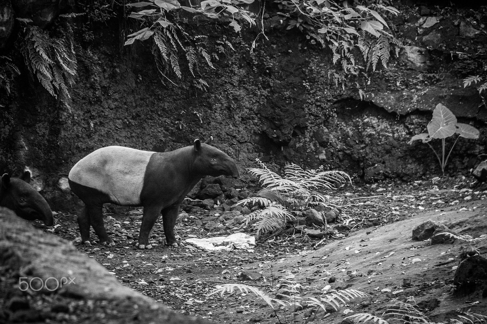 Canon EOS 600D (Rebel EOS T3i / EOS Kiss X5) sample photo. Malayantapir photography