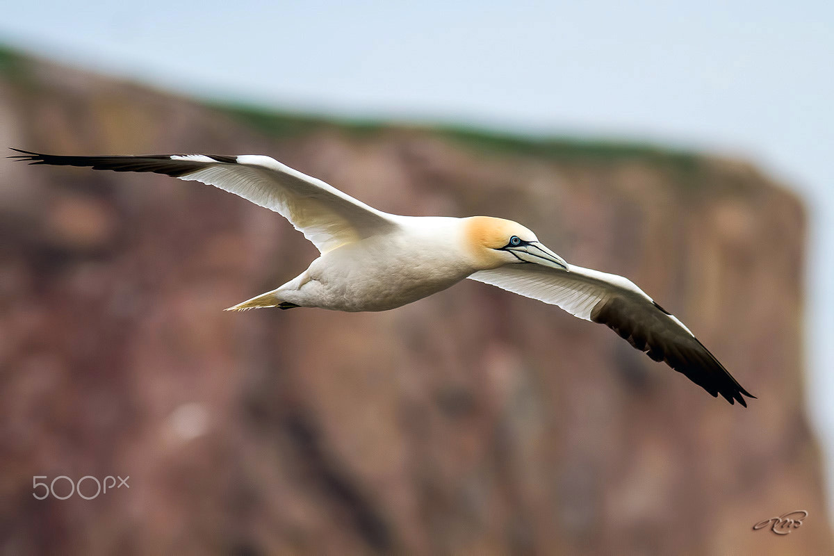 Canon EOS 7D + Canon EF 400mm F5.6L USM sample photo. Northern gannet photography