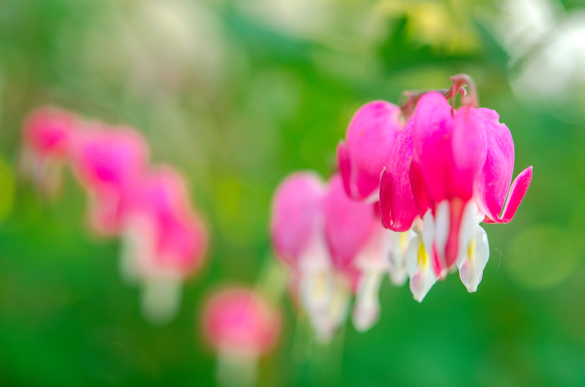 Nikon AF-S Micro-Nikkor 60mm F2.8G ED sample photo. Dicentra photography