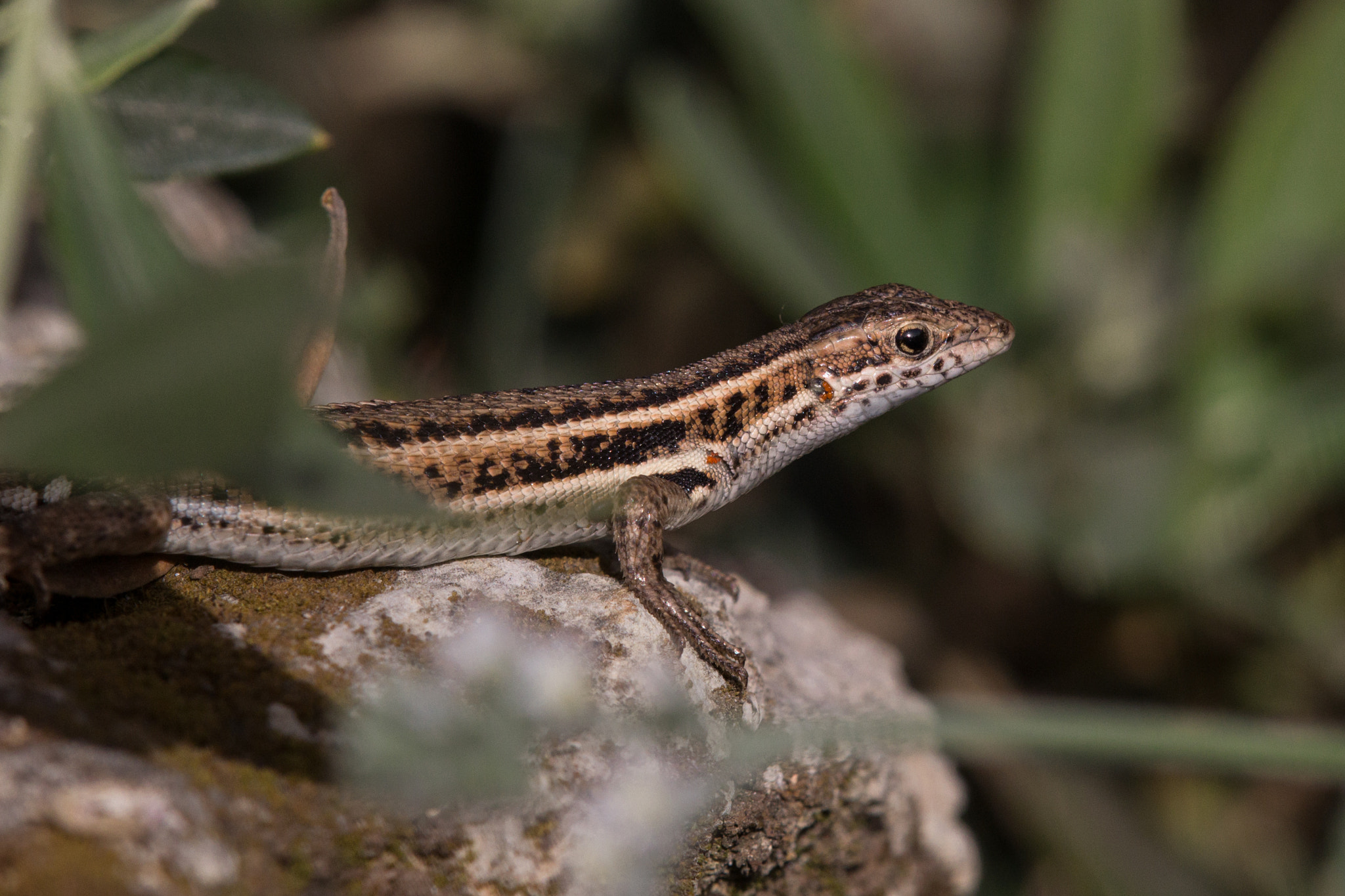 Tamron SP AF 180mm F3.5 Di LD (IF) Macro sample photo. Ophisops elegans photography