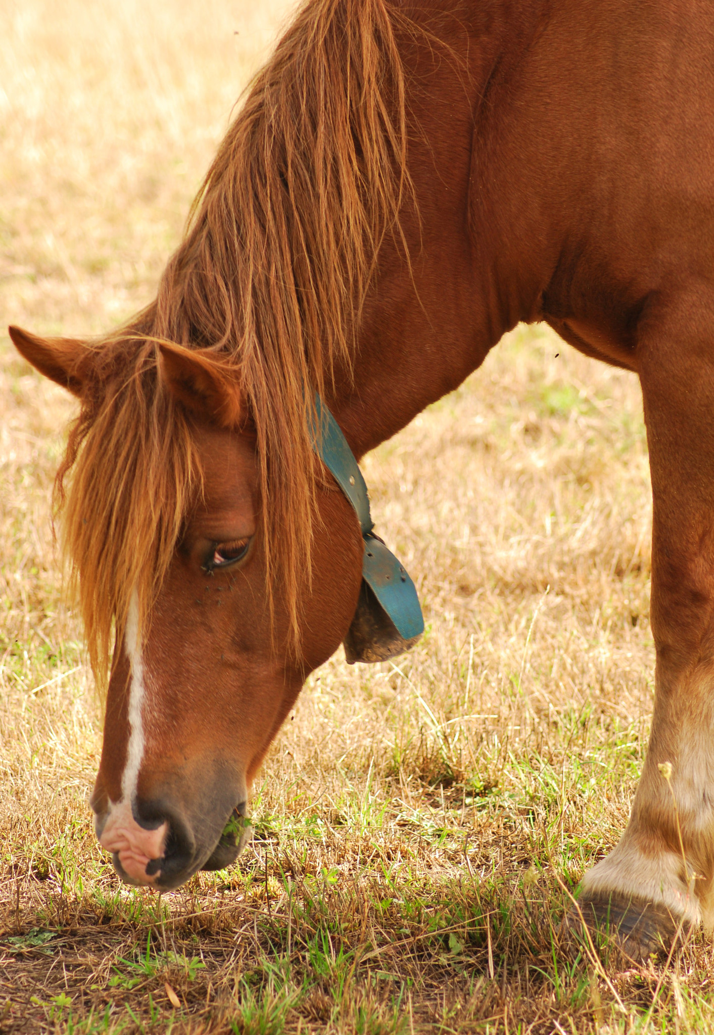 Nikon D60 sample photo. Nutmeg photography