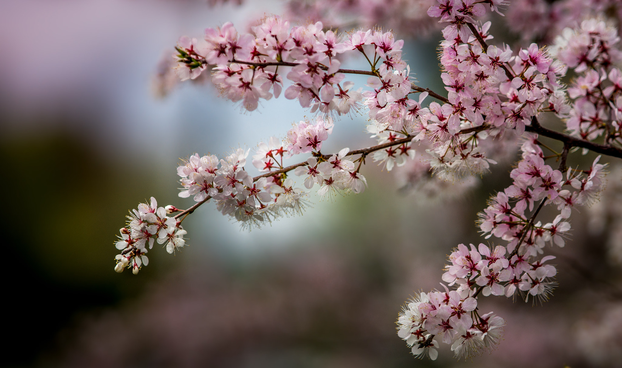 Sony SLT-A77 + Minolta/Sony AF 70-200mm F2.8 G sample photo. Printemps fleuri... photography