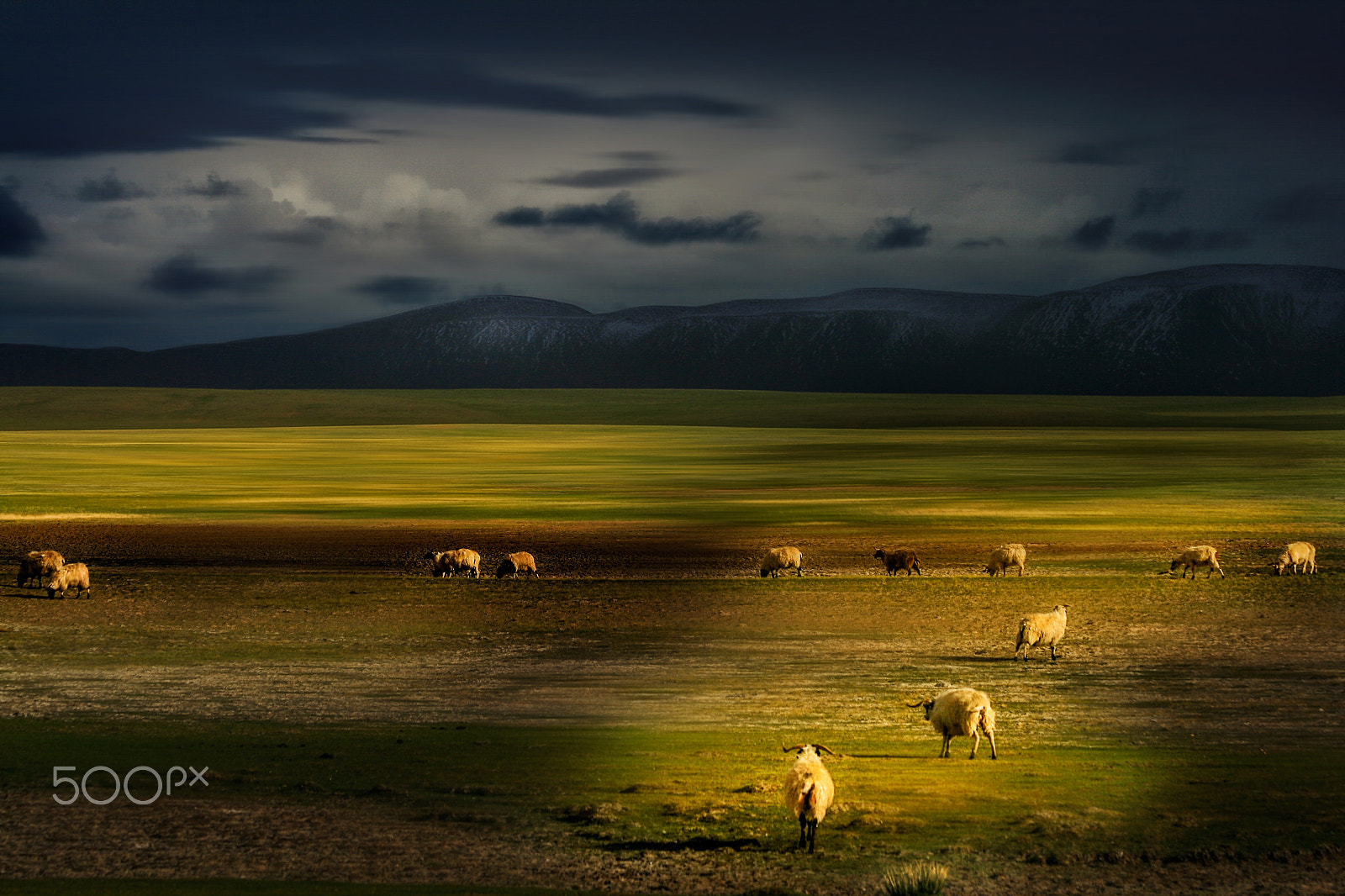Canon EF 70-300mm F4-5.6 IS USM sample photo. Qiangtang grassland photography
