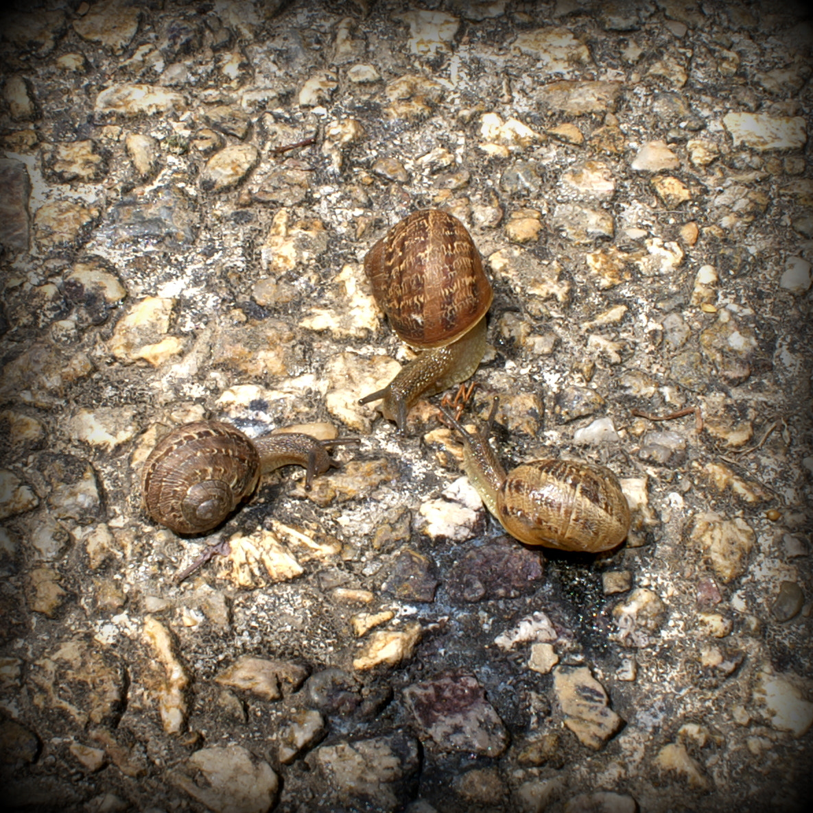 KONICA MINOLTA DYNAX 5D sample photo. Three snails having a sun bath photography