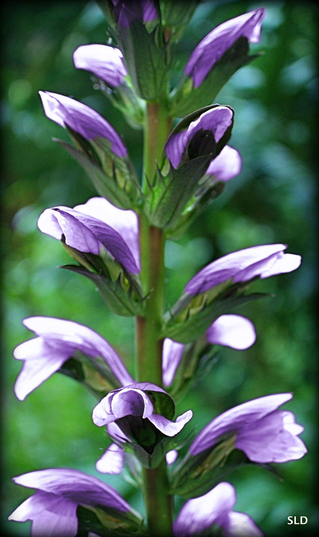 Nikon 1 J4 sample photo. Purple photography