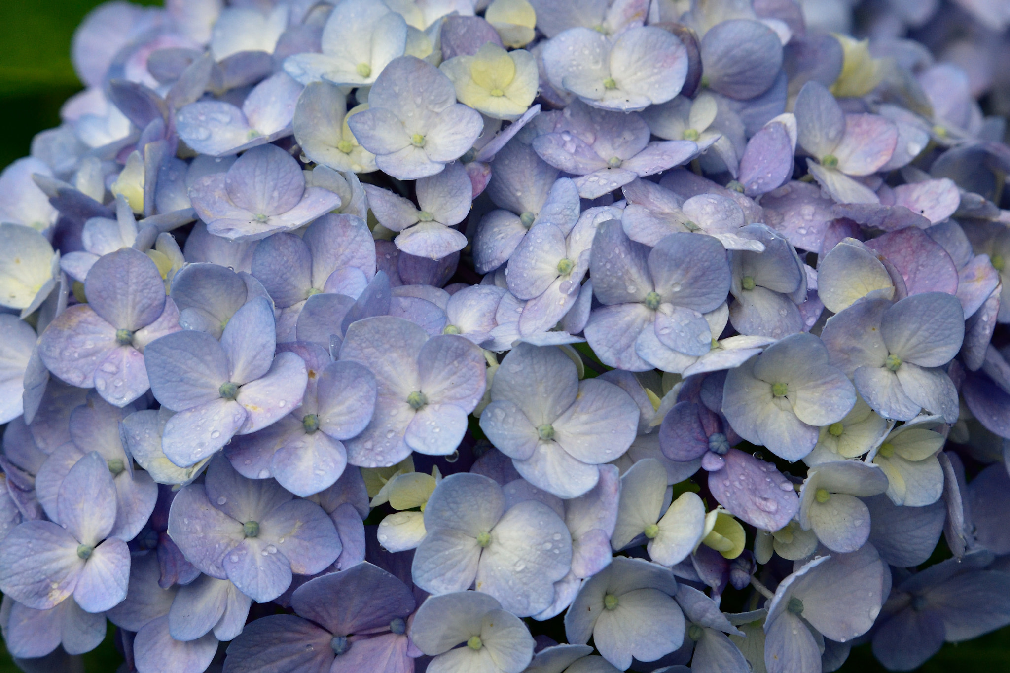 Sigma 50-500mm F4-6.3 EX APO RF HSM sample photo. Hydrangea photography