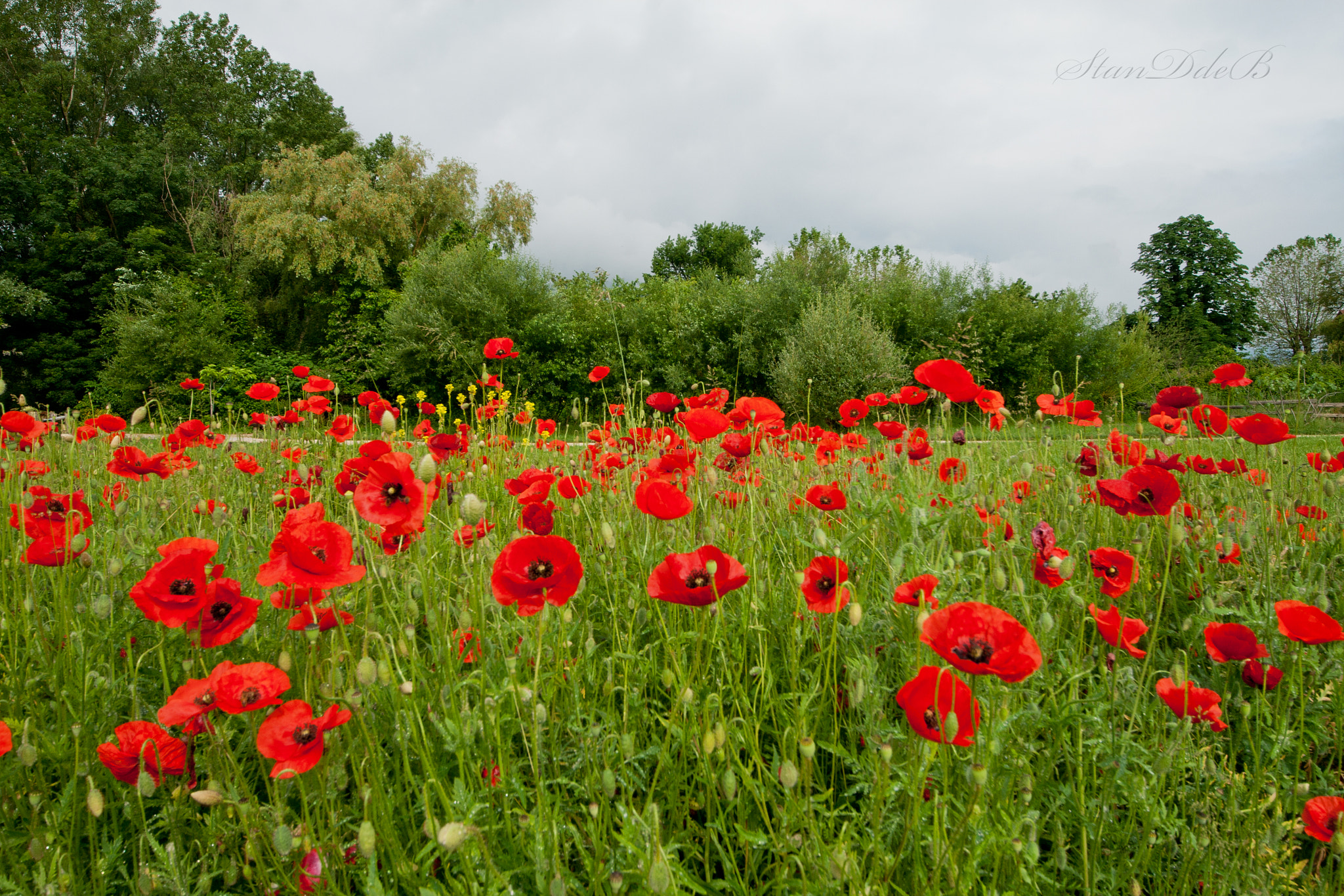 Sigma 8-16mm F4.5-5.6 DC HSM sample photo. Ephemeral poppy photography
