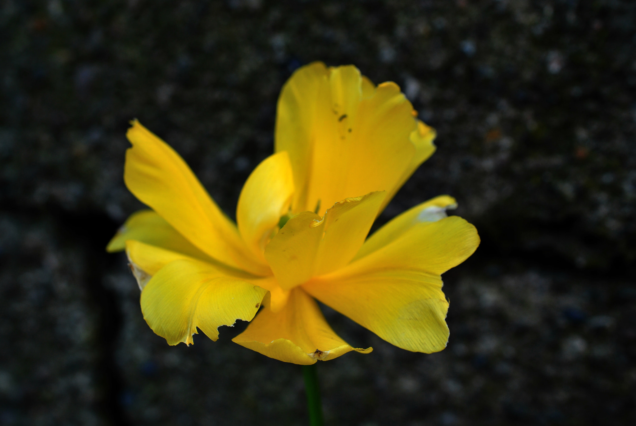 Nikon AF-S DX Micro Nikkor 40mm F2.8 sample photo. Taking flight photography