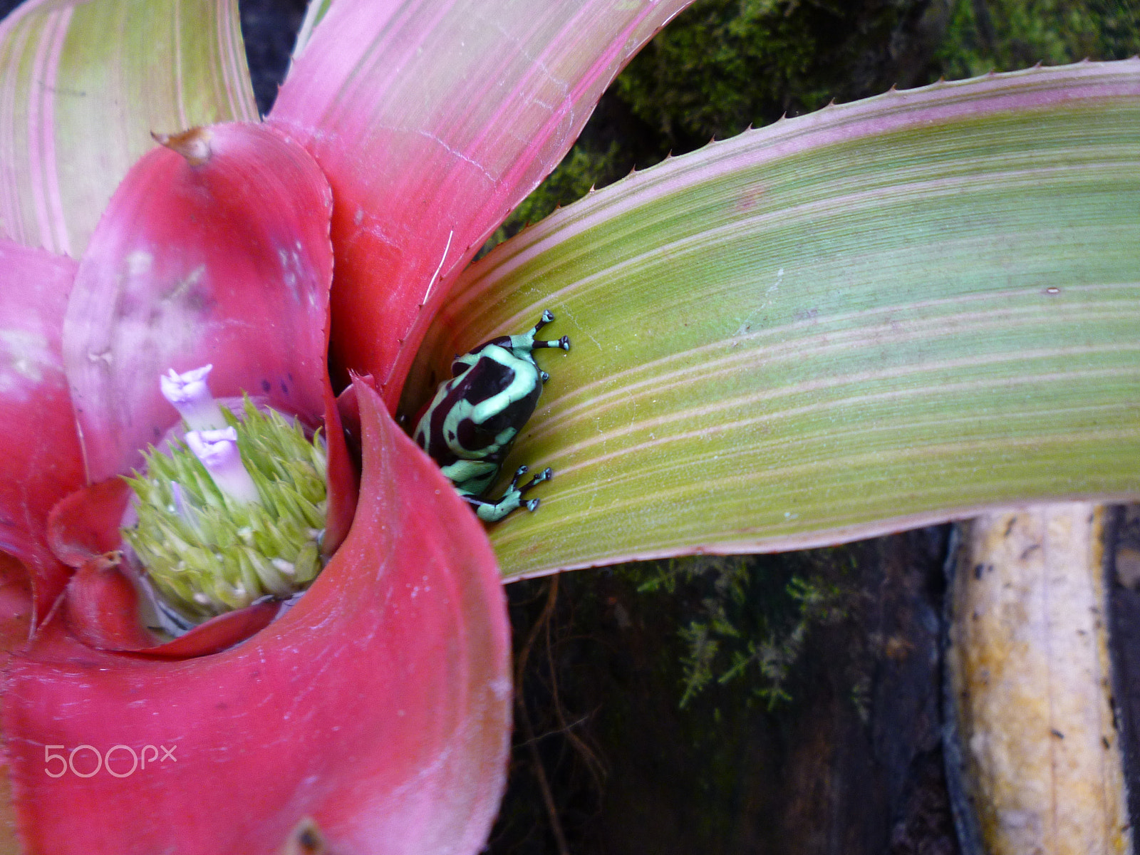 Panasonic DMC-FS15 sample photo. Poison dart under flower photography