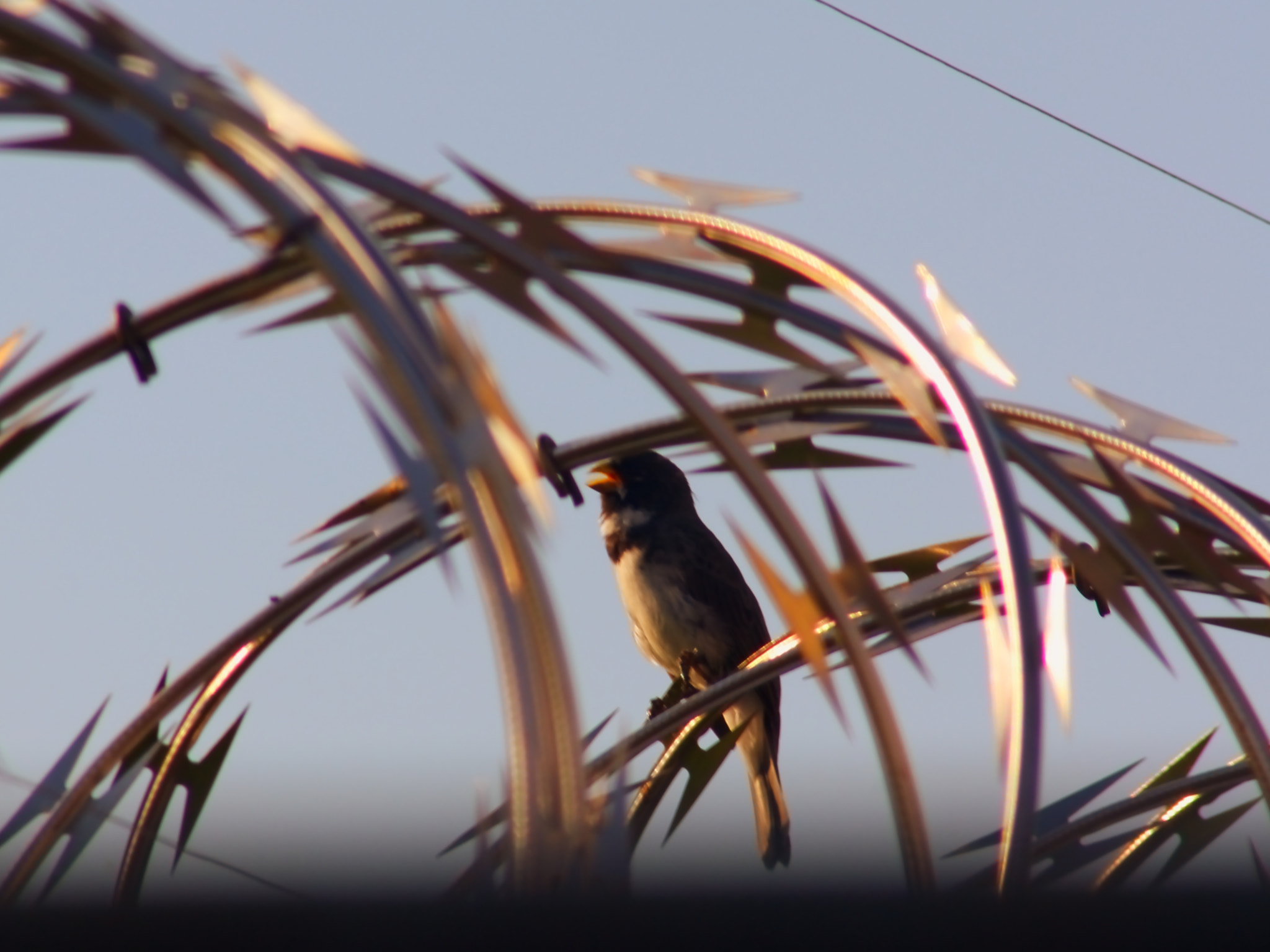 Canon EF75-300mm f/4-5.6 sample photo. Shouting freedom photography