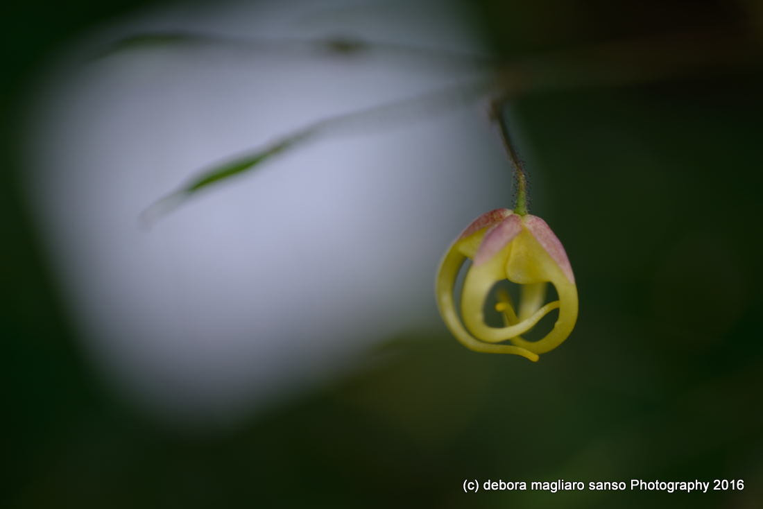 Nikon D610 + Nikon AF Micro-Nikkor 60mm F2.8D sample photo. Natures abstracts photography