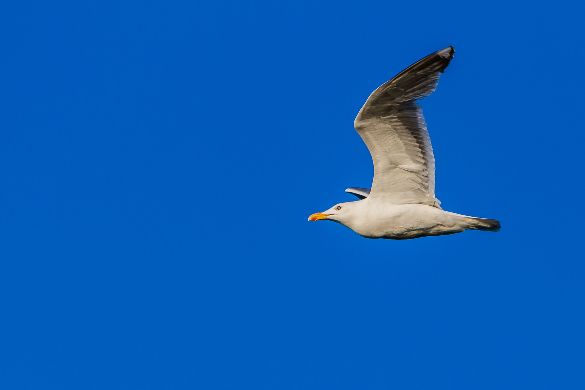 Canon EF 100-400mm F4.5-5.6L IS USM sample photo. European herring gull photography