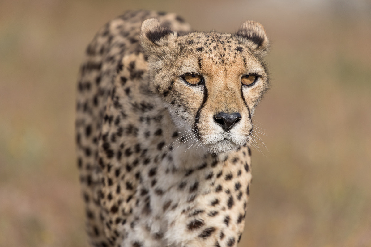 Canon EOS-1D X Mark II + Canon EF 100-400mm F4.5-5.6L IS II USM sample photo. Cheetah photography