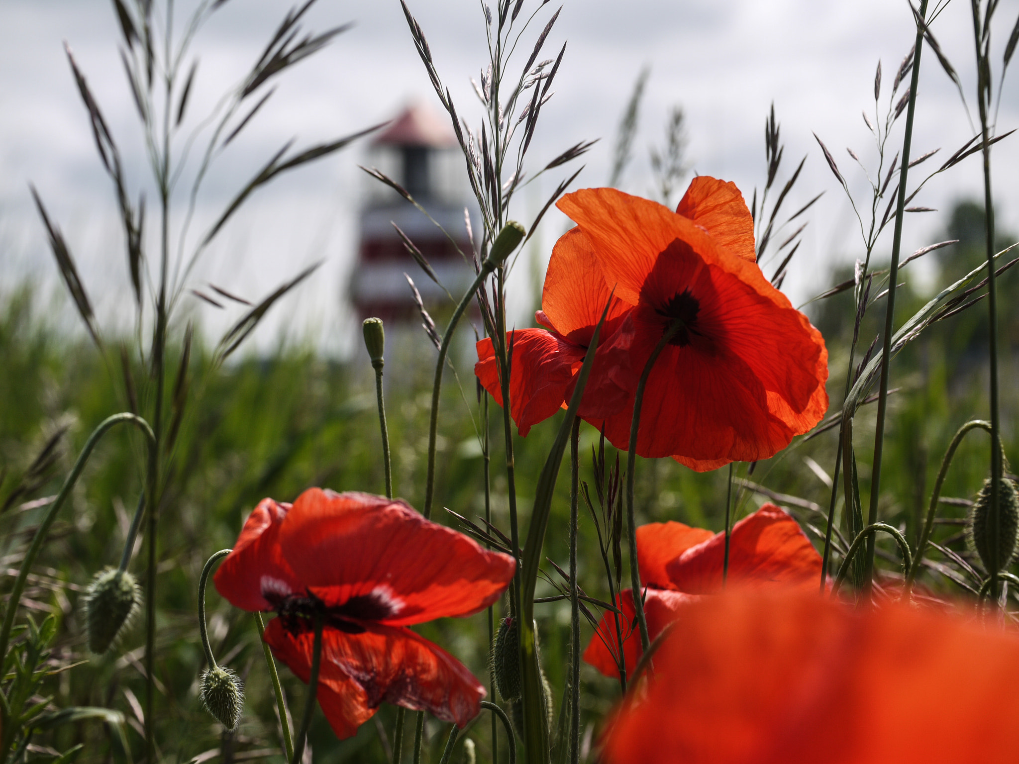 Panasonic Leica DG Macro-Elmarit 45mm F2.8 ASPH OIS sample photo. Mohn photography