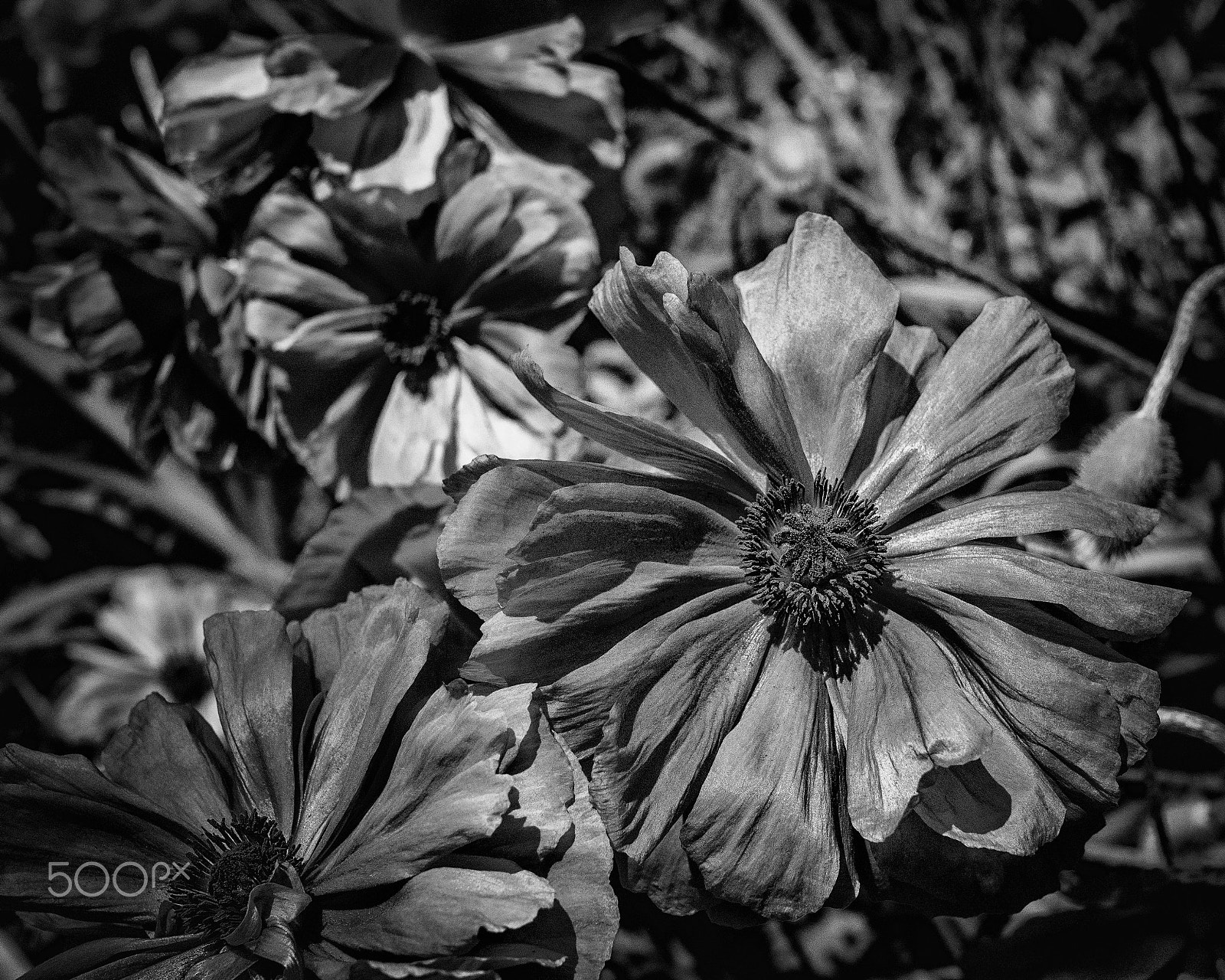 Olympus OM-D E-M10 II + Olympus M.Zuiko Digital 25mm F1.8 sample photo. Red photography