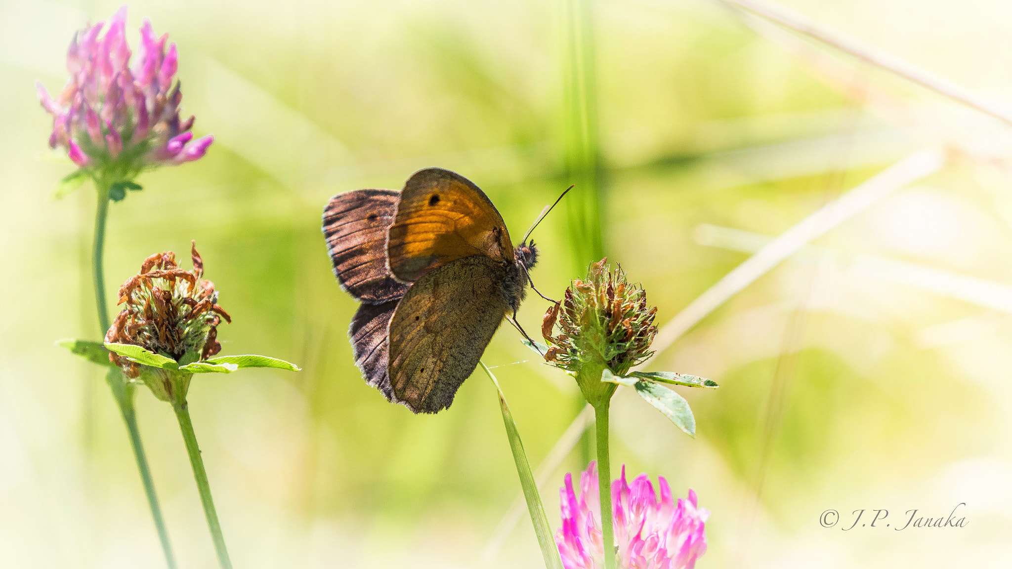 Canon EOS 7D Mark II + Canon EF 100-400mm F4.5-5.6L IS II USM sample photo. Butterfly photography