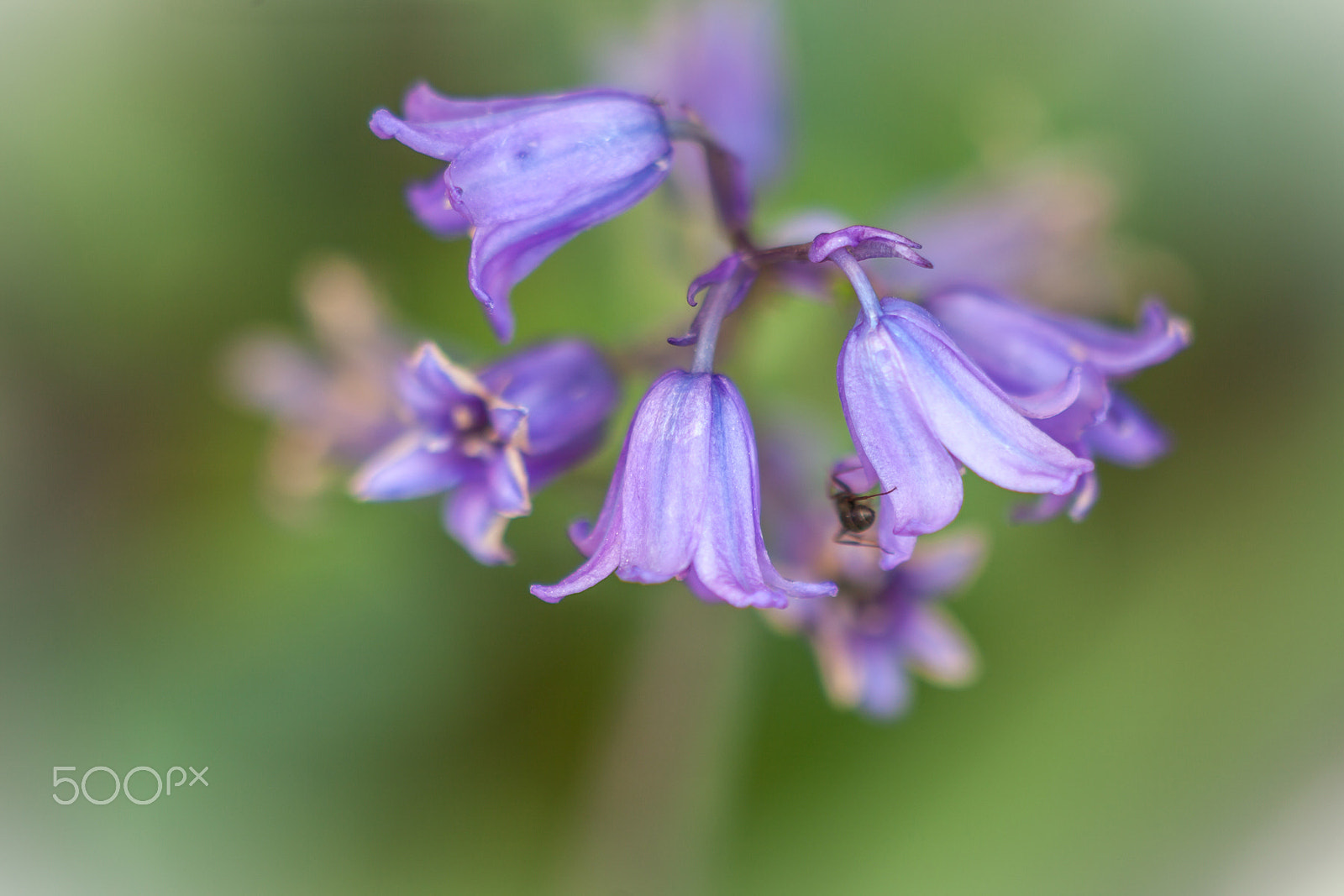 Canon EF 100-300mm F4.5-5.6 USM sample photo. Bluebells and insect photography