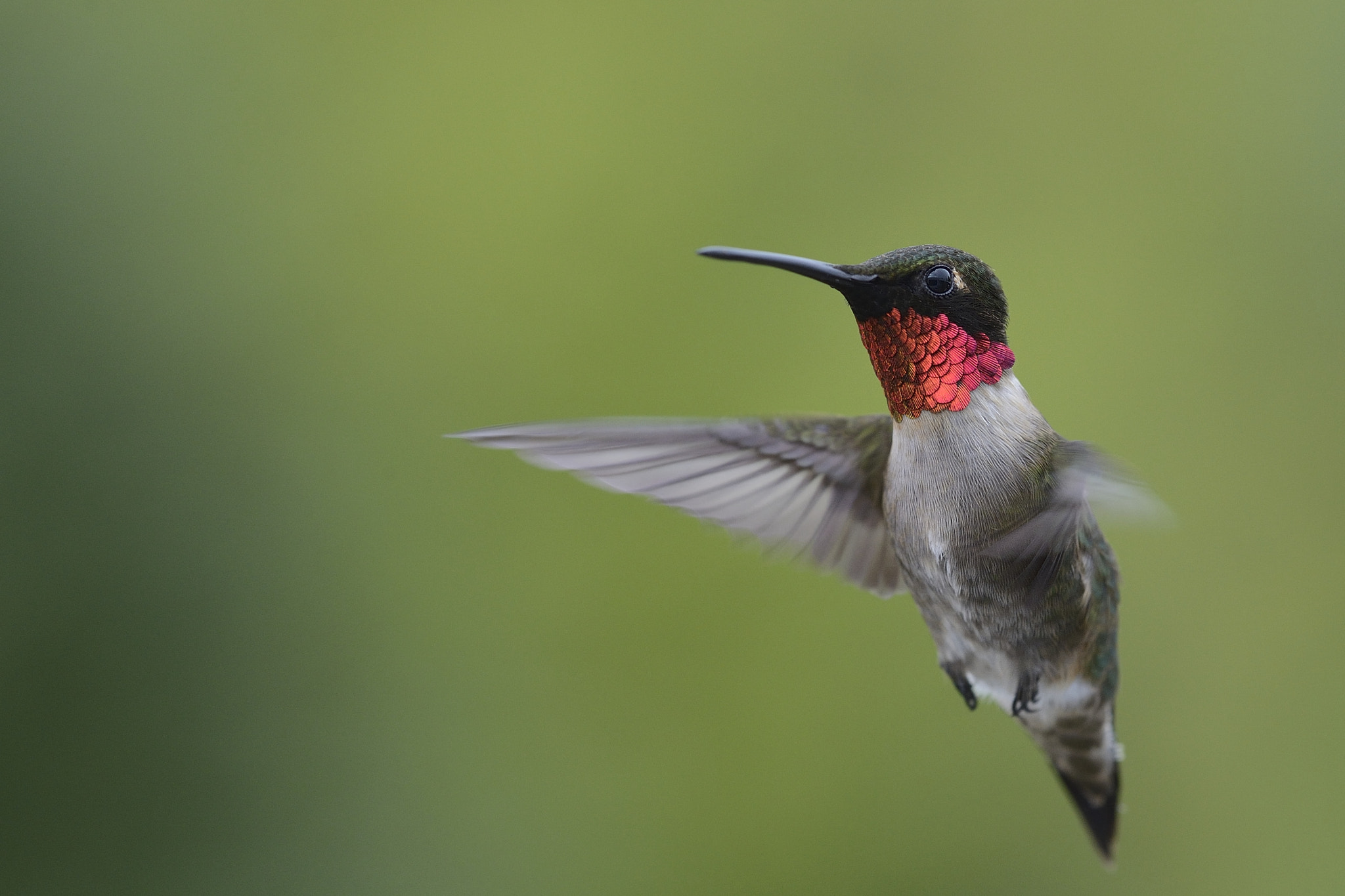 Nikon AF Micro-Nikkor 200mm F4D ED-IF sample photo. Colibri à gorge rubis archilochus colubris ruby throated hummingbird photography