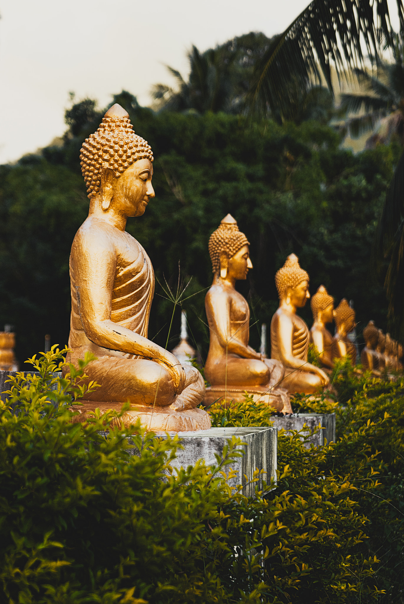 Nikon D3000 sample photo. Samui temples photography