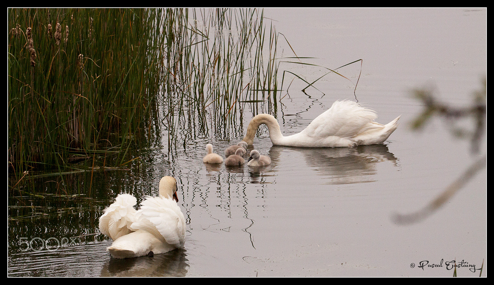 Tamron SP 150-600mm F5-6.3 Di VC USD sample photo. Swan lake st quentin yvelines photography