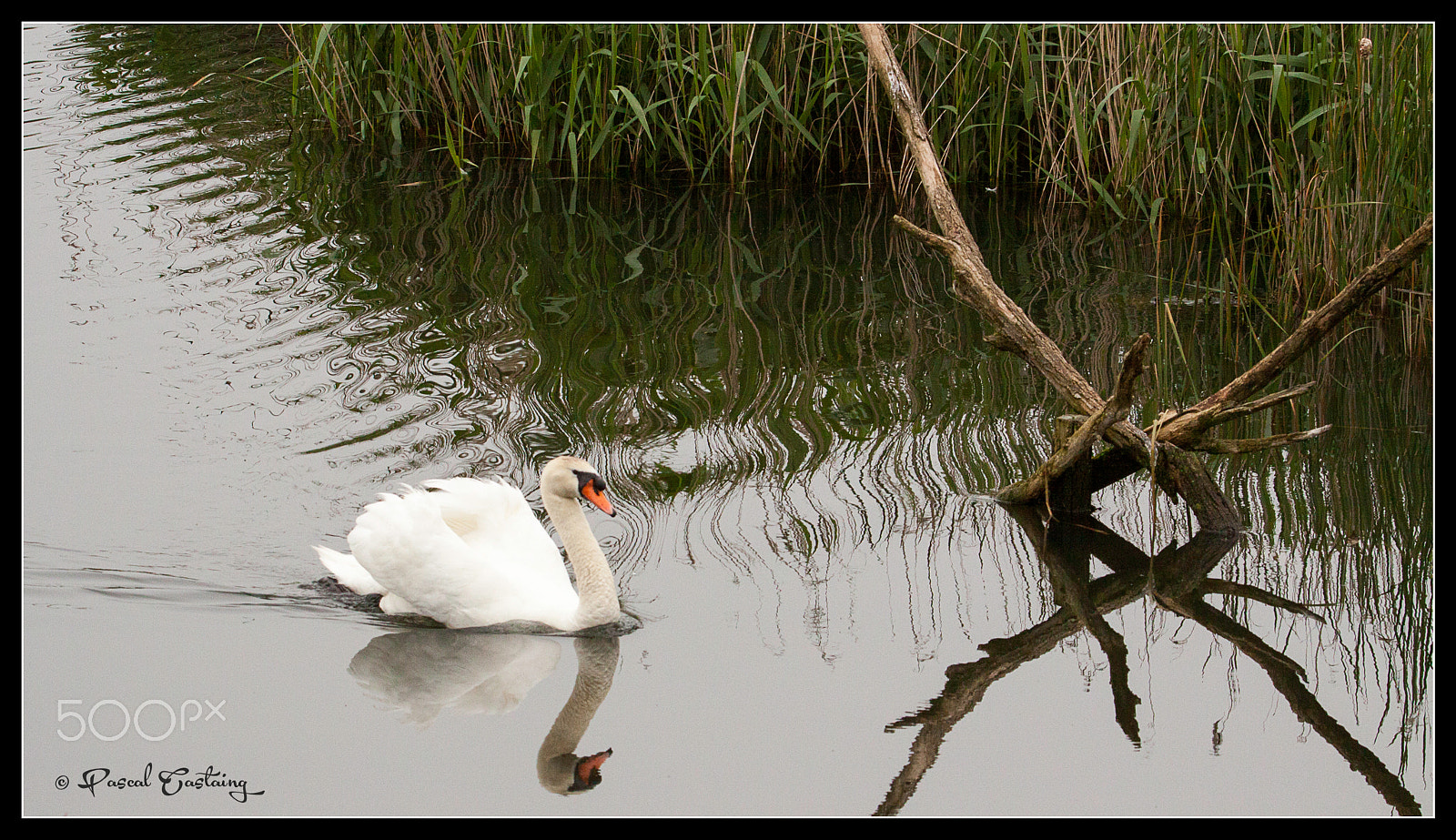 Tamron SP 150-600mm F5-6.3 Di VC USD sample photo. Swan lake st quentin yvelines photography