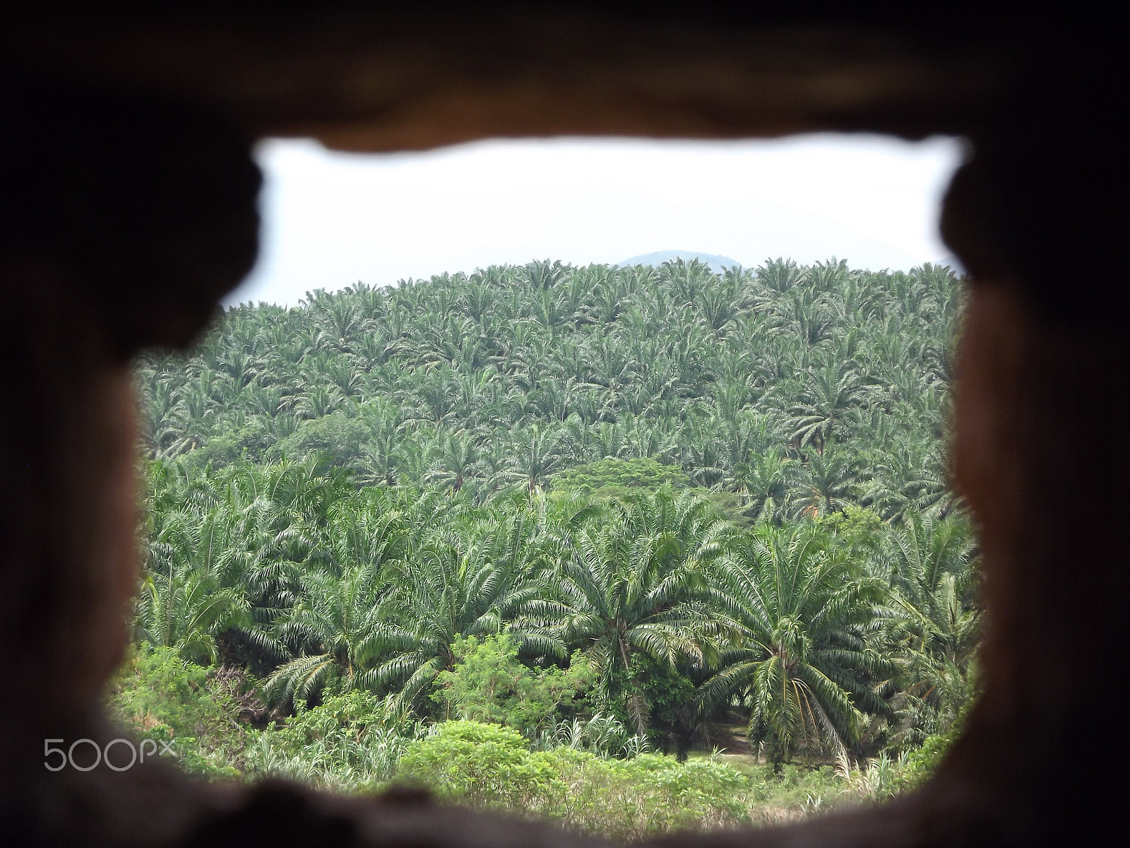 Fujifilm FinePix S3400 sample photo. Palm oil plantations, malaysia photography