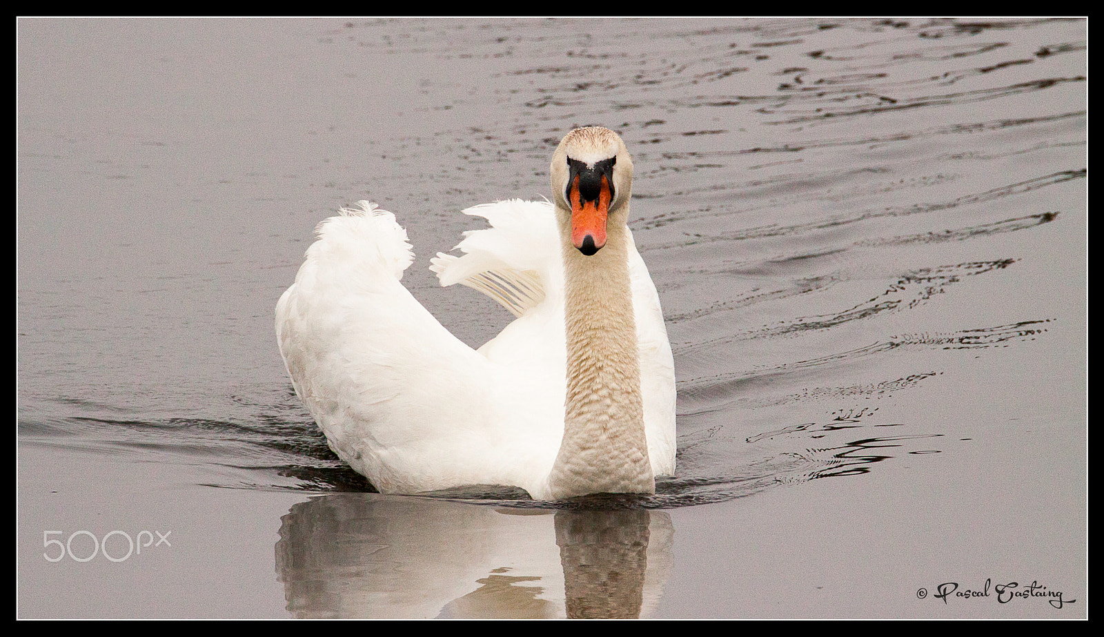 Tamron SP 150-600mm F5-6.3 Di VC USD sample photo. Swan lake st quentin yvelines photography