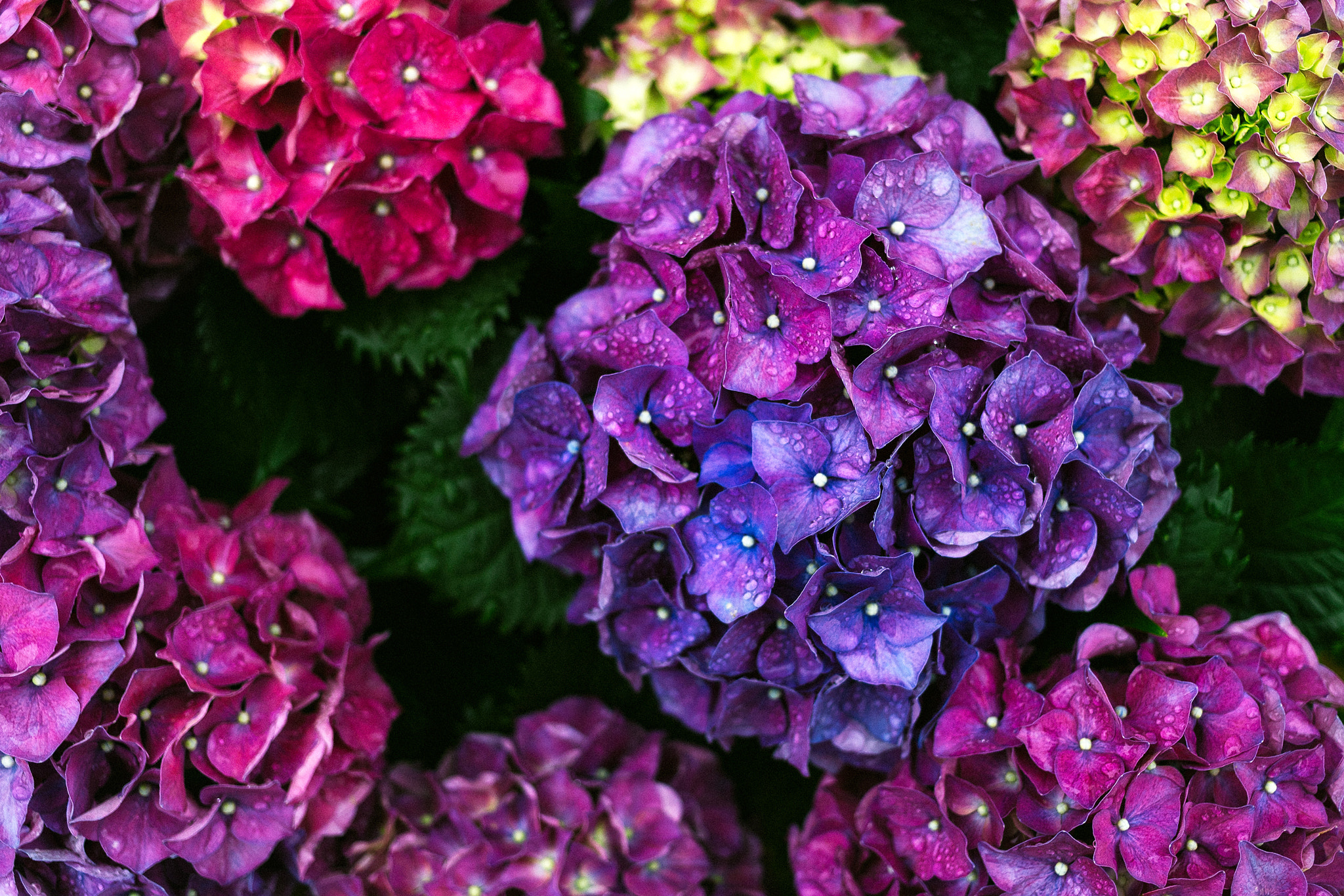 Canon EF 40mm F2.8 STM sample photo