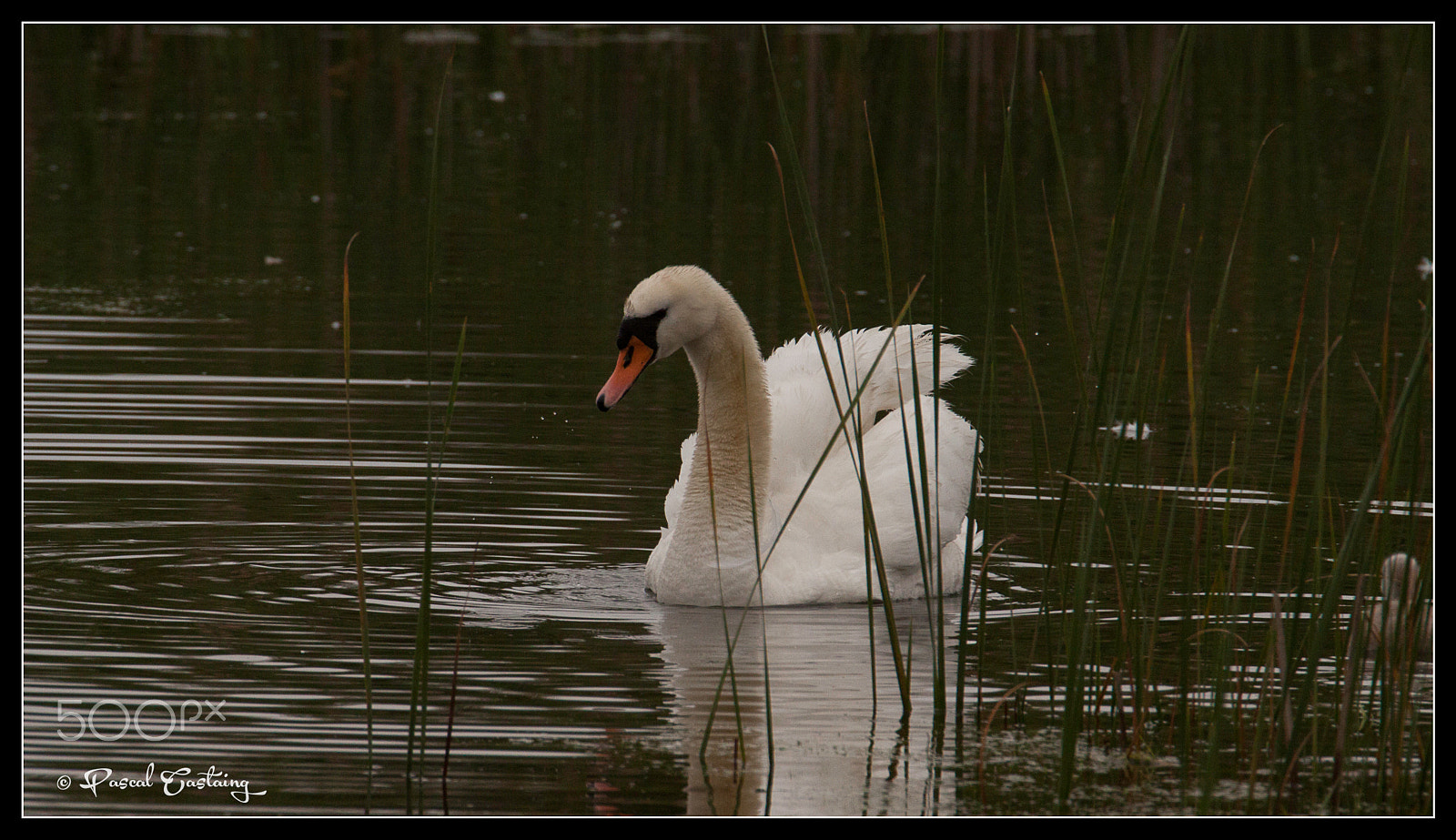 Tamron SP 150-600mm F5-6.3 Di VC USD sample photo. Swan lake st quentin yvelines photography