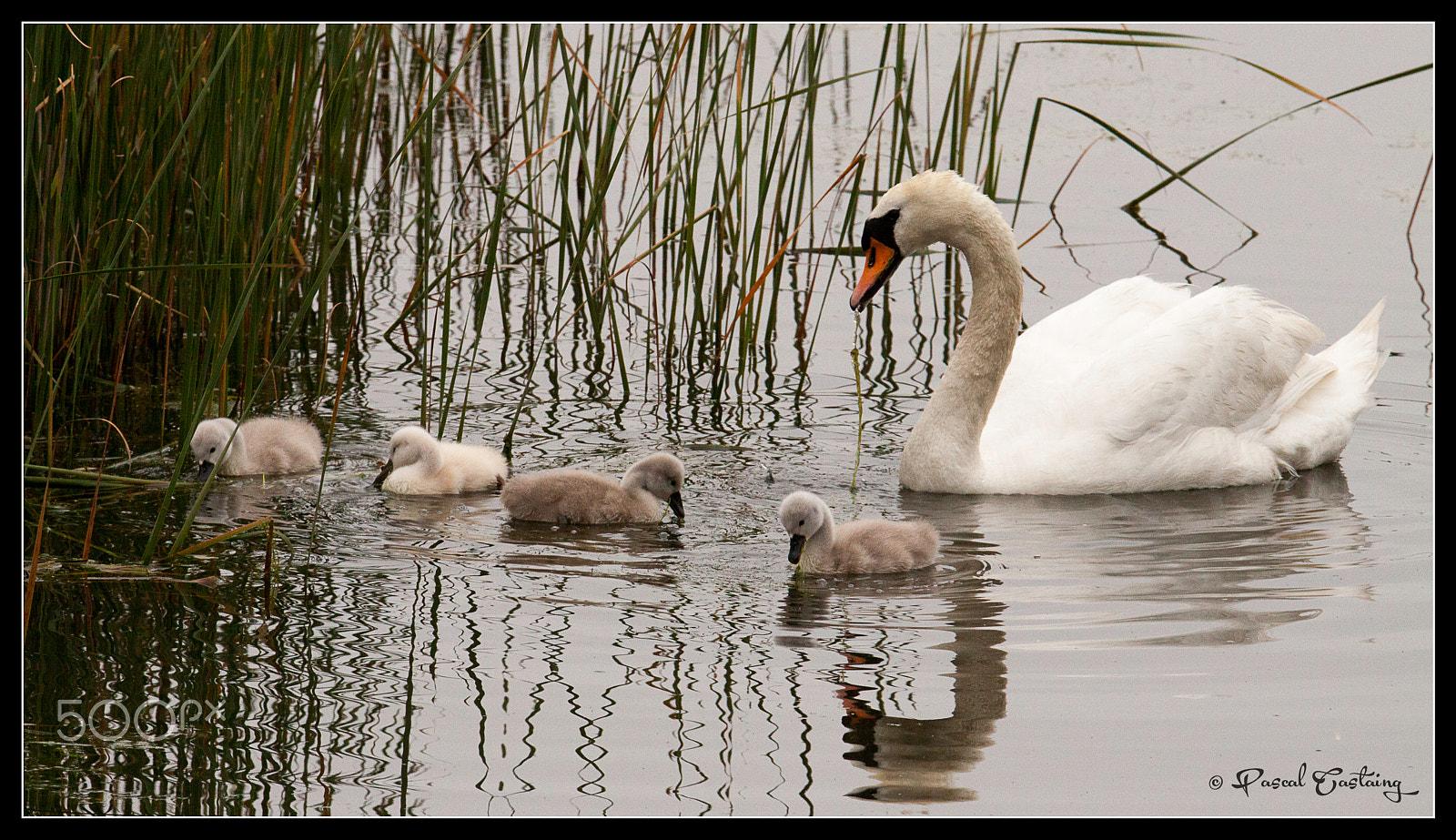 Tamron SP 150-600mm F5-6.3 Di VC USD sample photo. Swan lake st quentin yvelines photography