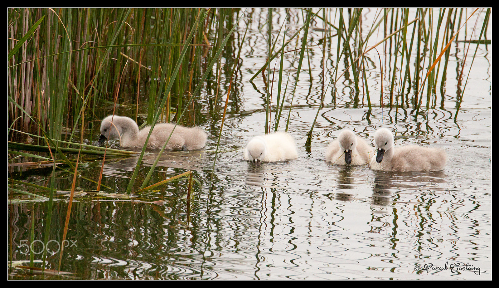 Tamron SP 150-600mm F5-6.3 Di VC USD sample photo. Swan lake st quentin yvelines photography
