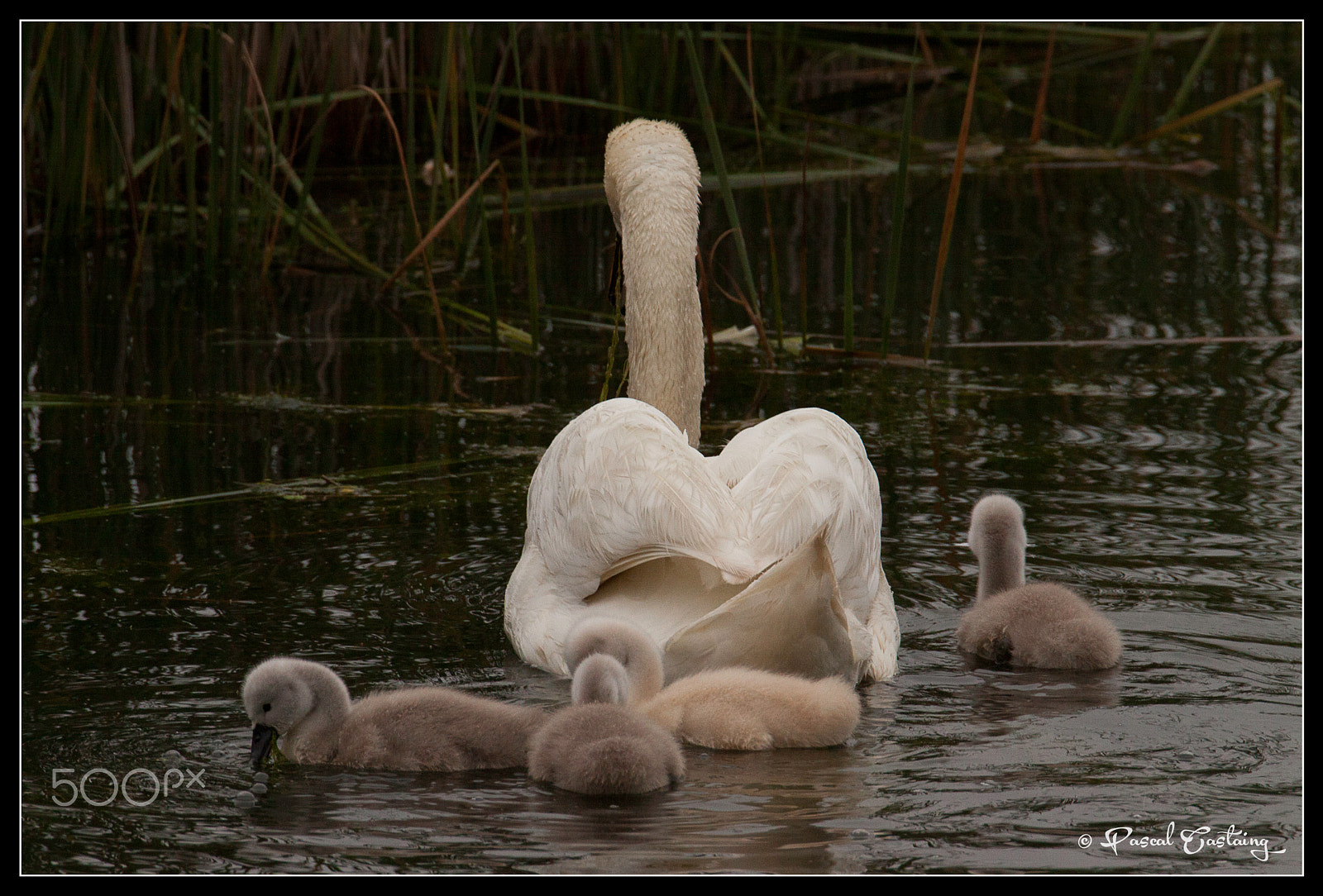 Tamron SP 150-600mm F5-6.3 Di VC USD sample photo. Swan lake st quentin yvelines photography