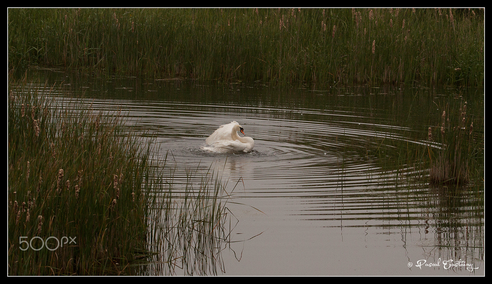 Tamron SP 150-600mm F5-6.3 Di VC USD sample photo. Swan lake st quentin yvelines photography