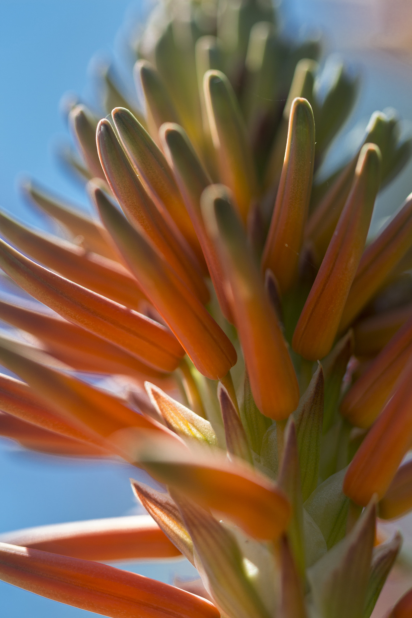 Canon EOS 650D (EOS Rebel T4i / EOS Kiss X6i) + Canon EF 100mm F2.8L Macro IS USM sample photo. Aloe photography