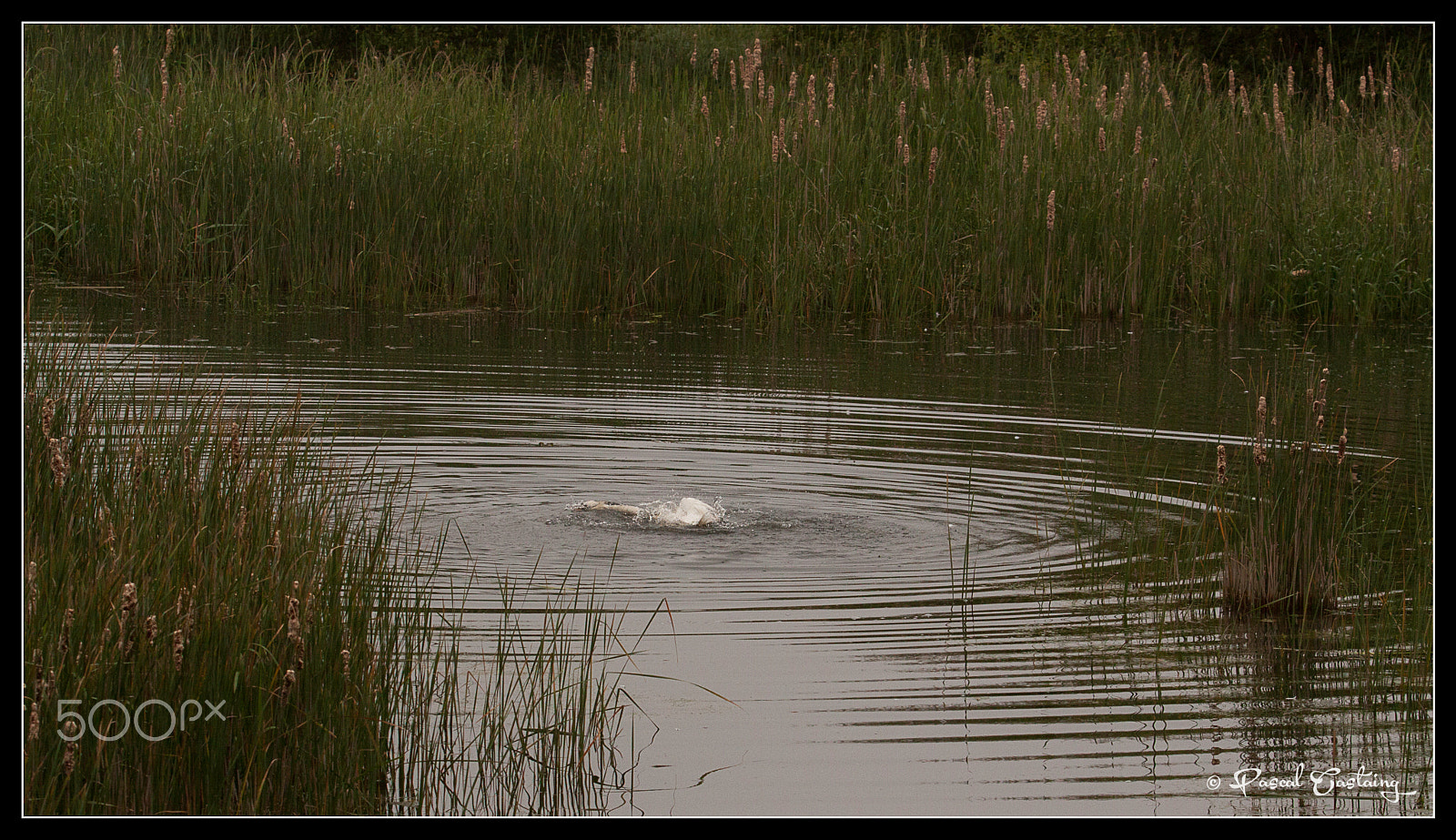 Tamron SP 150-600mm F5-6.3 Di VC USD sample photo. Swan lake st quentin yvelines photography