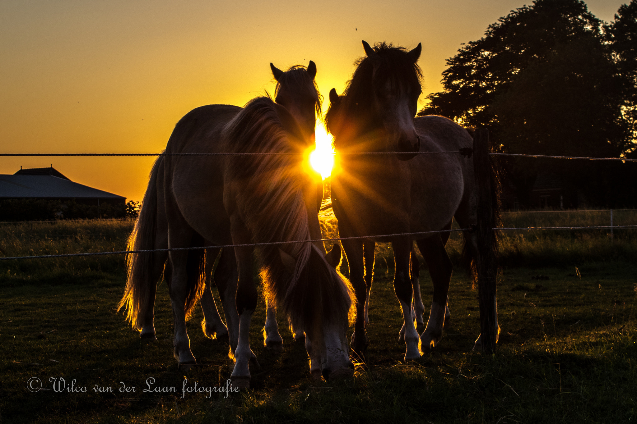 Canon EOS 7D Mark II + Canon EF-S 18-55mm F3.5-5.6 IS STM sample photo. Pony's at sunset. photography