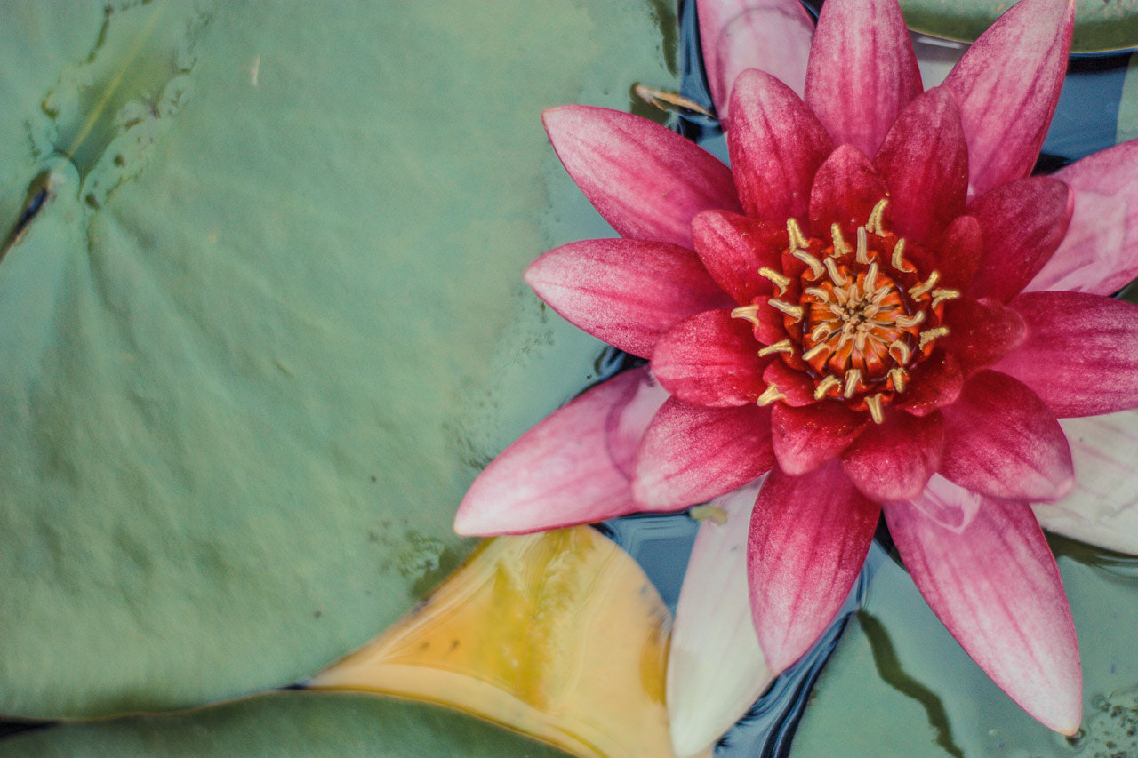 Canon EOS 100D (EOS Rebel SL1 / EOS Kiss X7) sample photo. Red water lily photography
