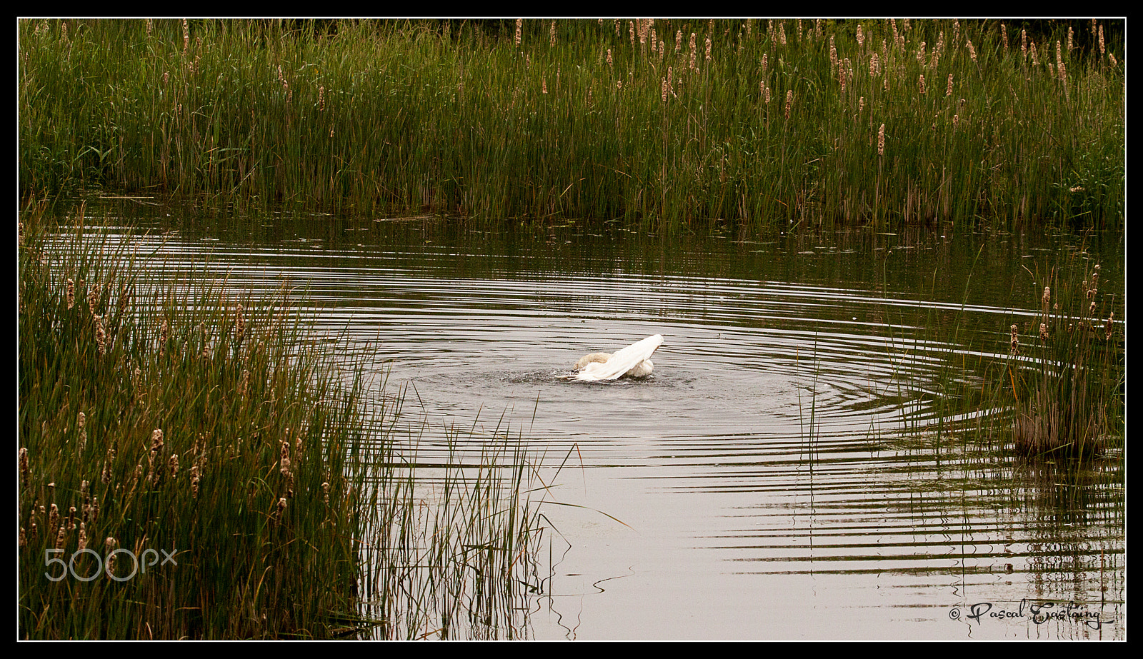 Tamron SP 150-600mm F5-6.3 Di VC USD sample photo. Swan lake st quentin yvelines photography