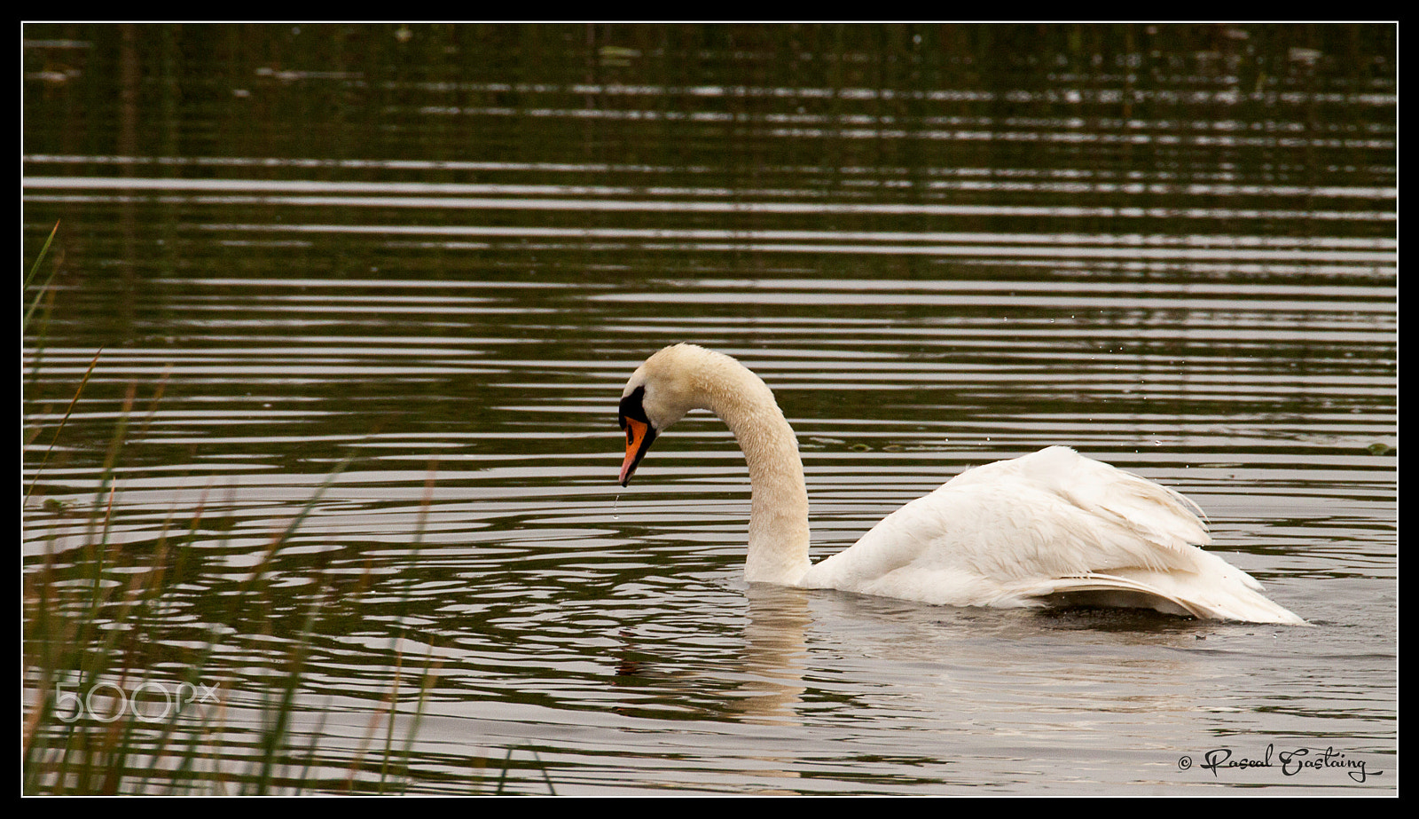 Tamron SP 150-600mm F5-6.3 Di VC USD sample photo. Swan lake st quentin yvelines photography