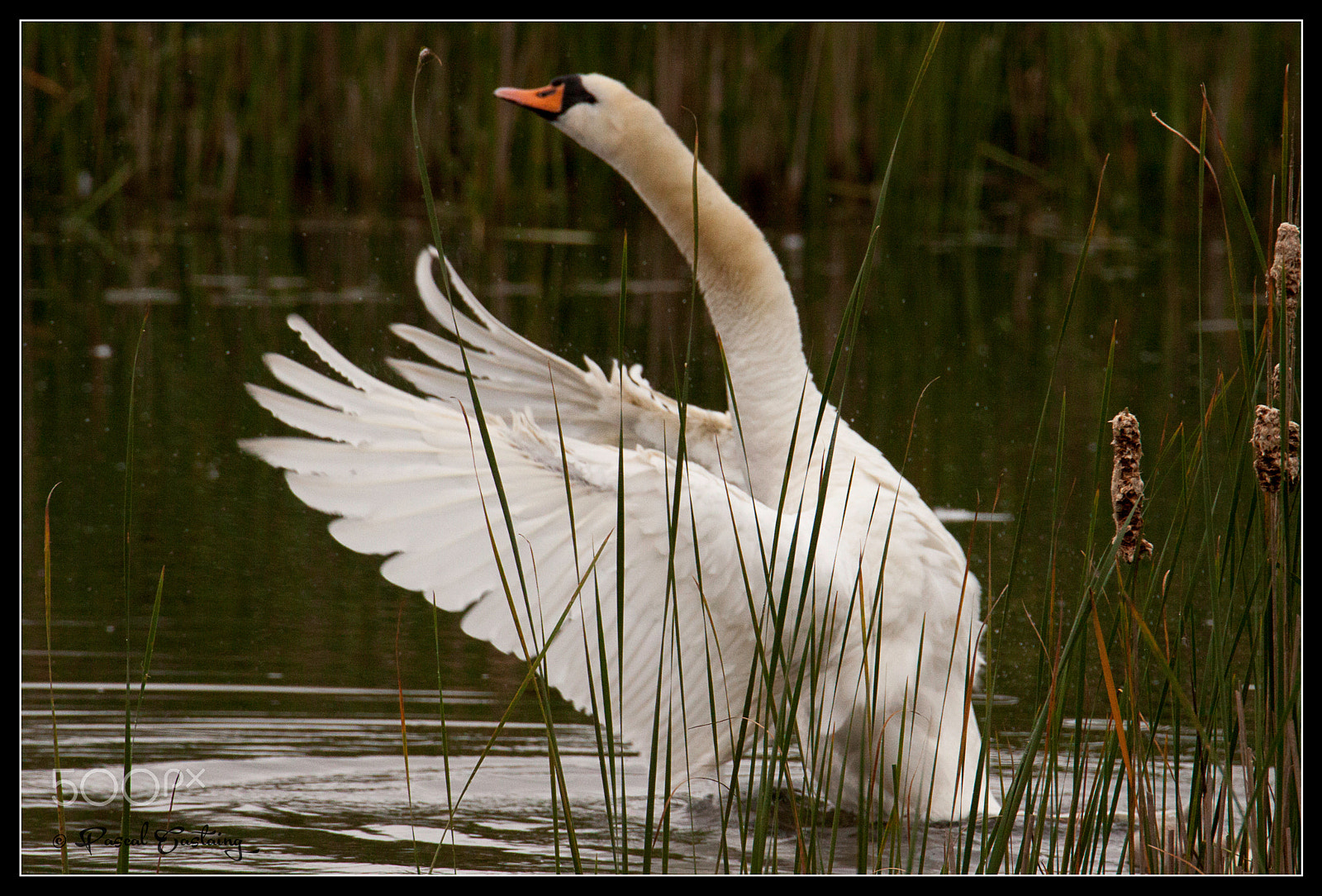 Tamron SP 150-600mm F5-6.3 Di VC USD sample photo. Swan lake st quentin yvelines photography