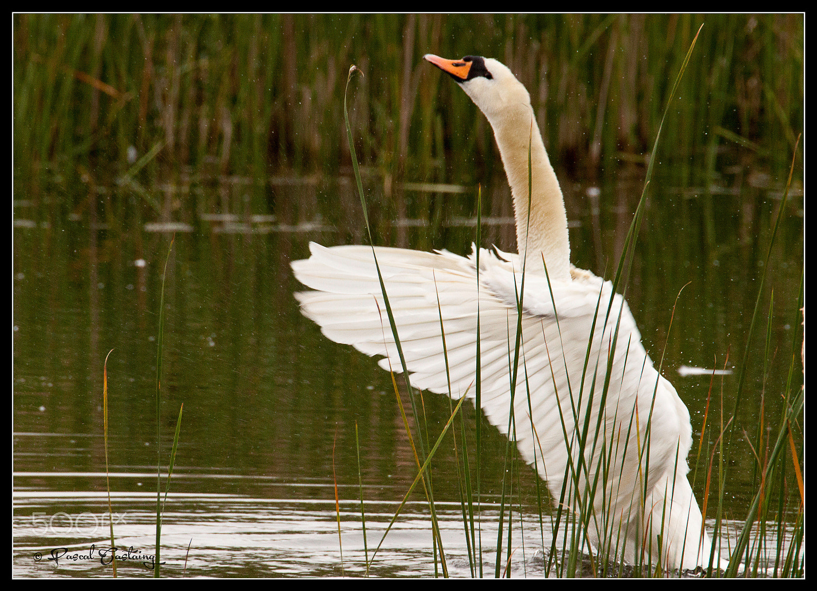 Tamron SP 150-600mm F5-6.3 Di VC USD sample photo. Swan lake st quentin yvelines photography