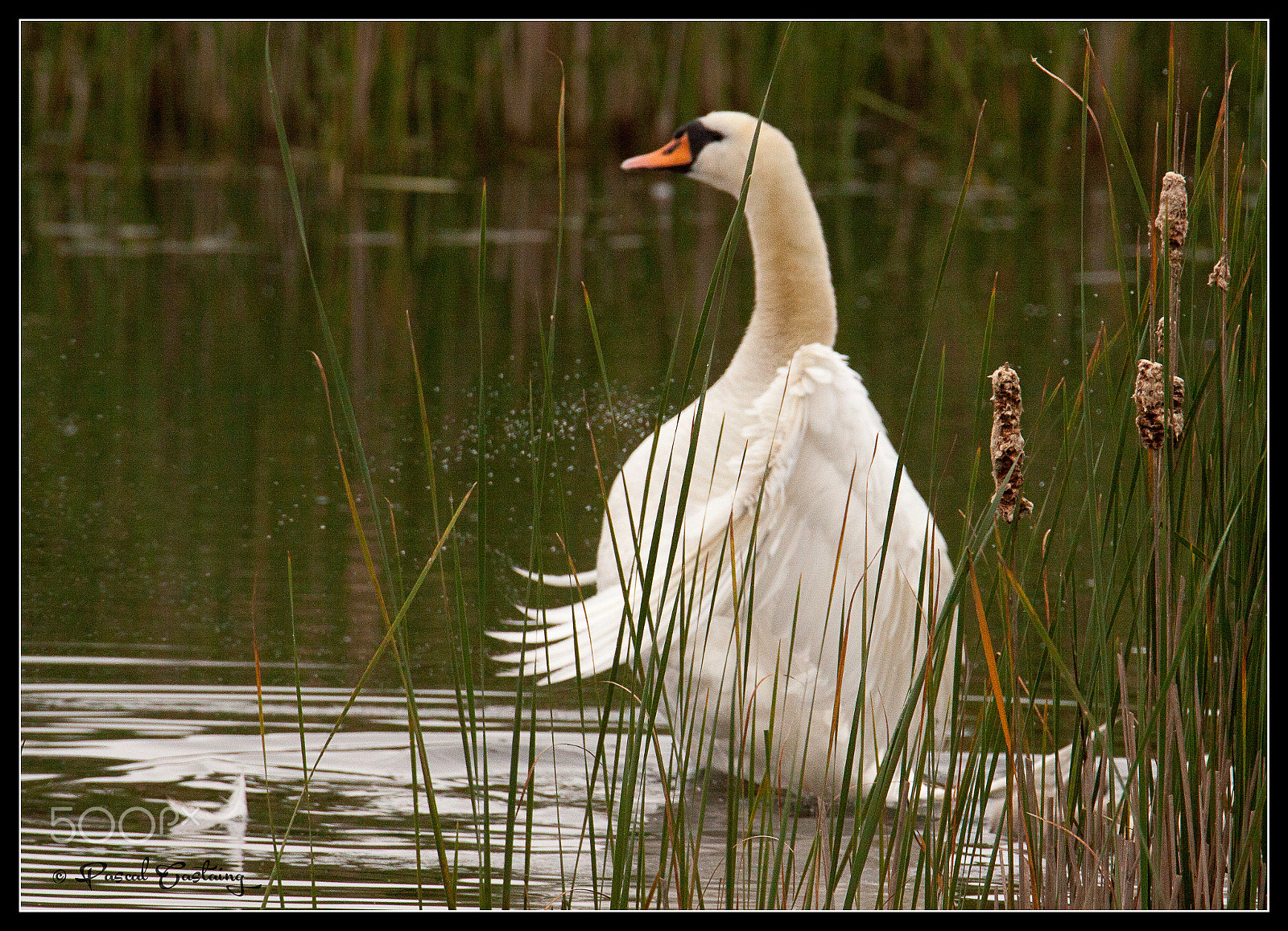 Tamron SP 150-600mm F5-6.3 Di VC USD sample photo. Swan lake st quentin yvelines photography