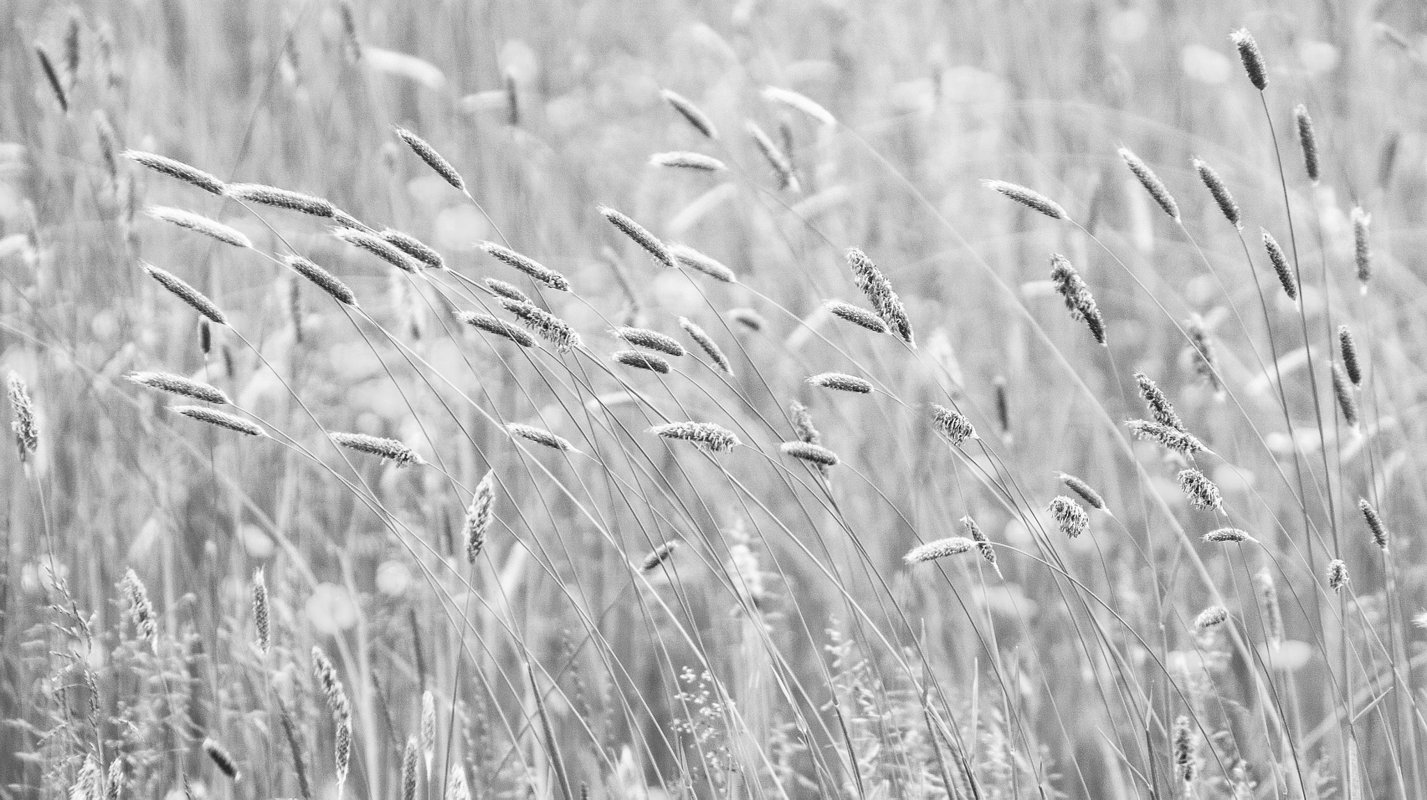 Sony DT 18-200mm F3.5-6.3 sample photo. Meadowland photography