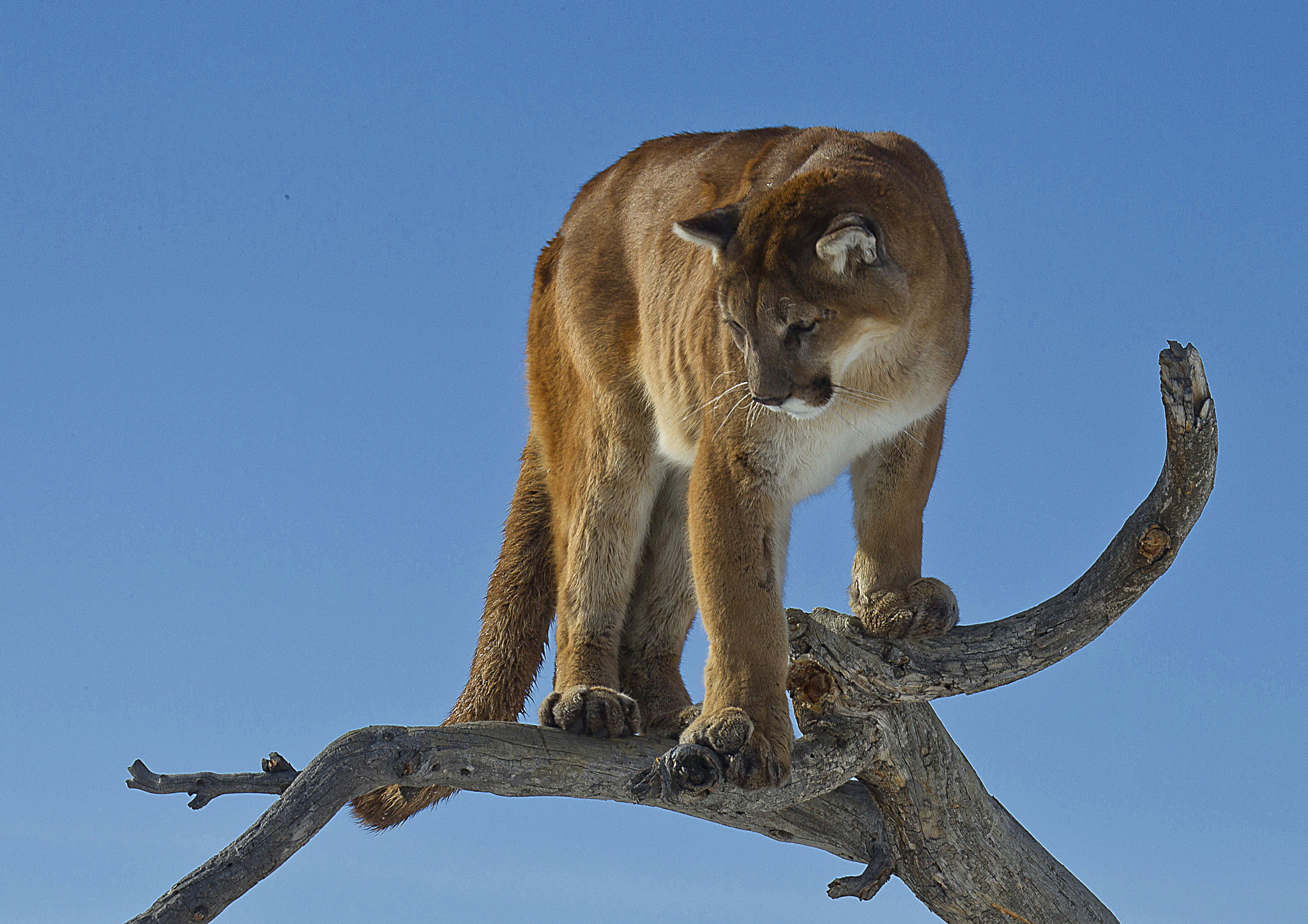 Canon EOS-1D Mark IV + Canon EF 100-400mm F4.5-5.6L IS USM sample photo. Mountain lion on dead tree. photography