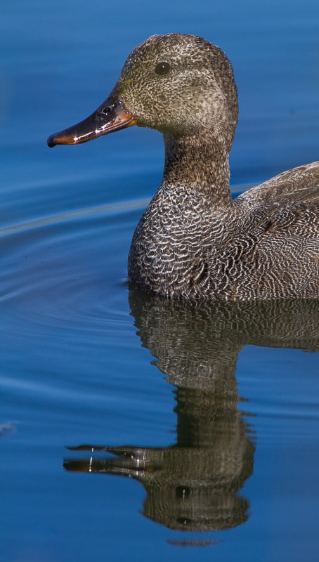 Canon EOS 7D + Canon EF 400mm F5.6L USM sample photo. Gadwall photography