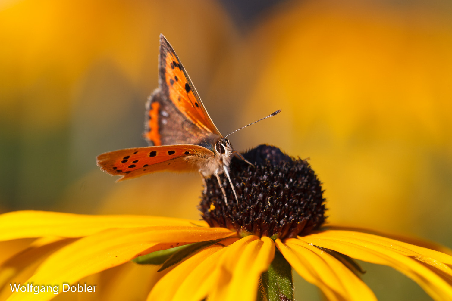 Sigma APO Macro 150mm f/2.8 EX DG HSM sample photo. Feuerfalter photography