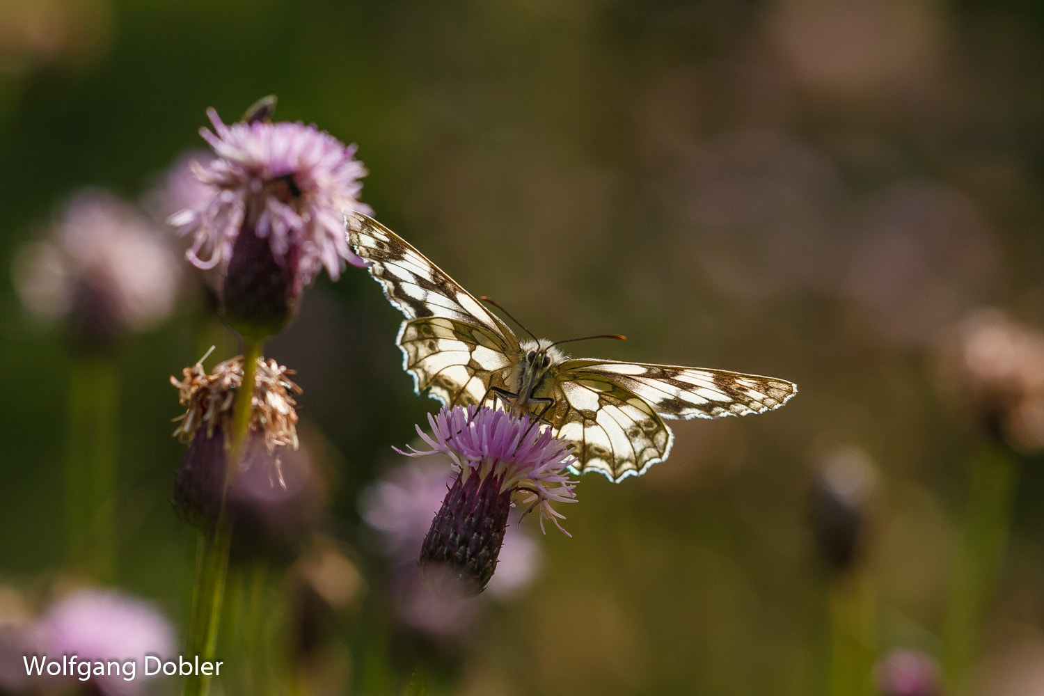 Sigma APO Macro 150mm f/2.8 EX DG HSM sample photo. Schachbrettfalter photography