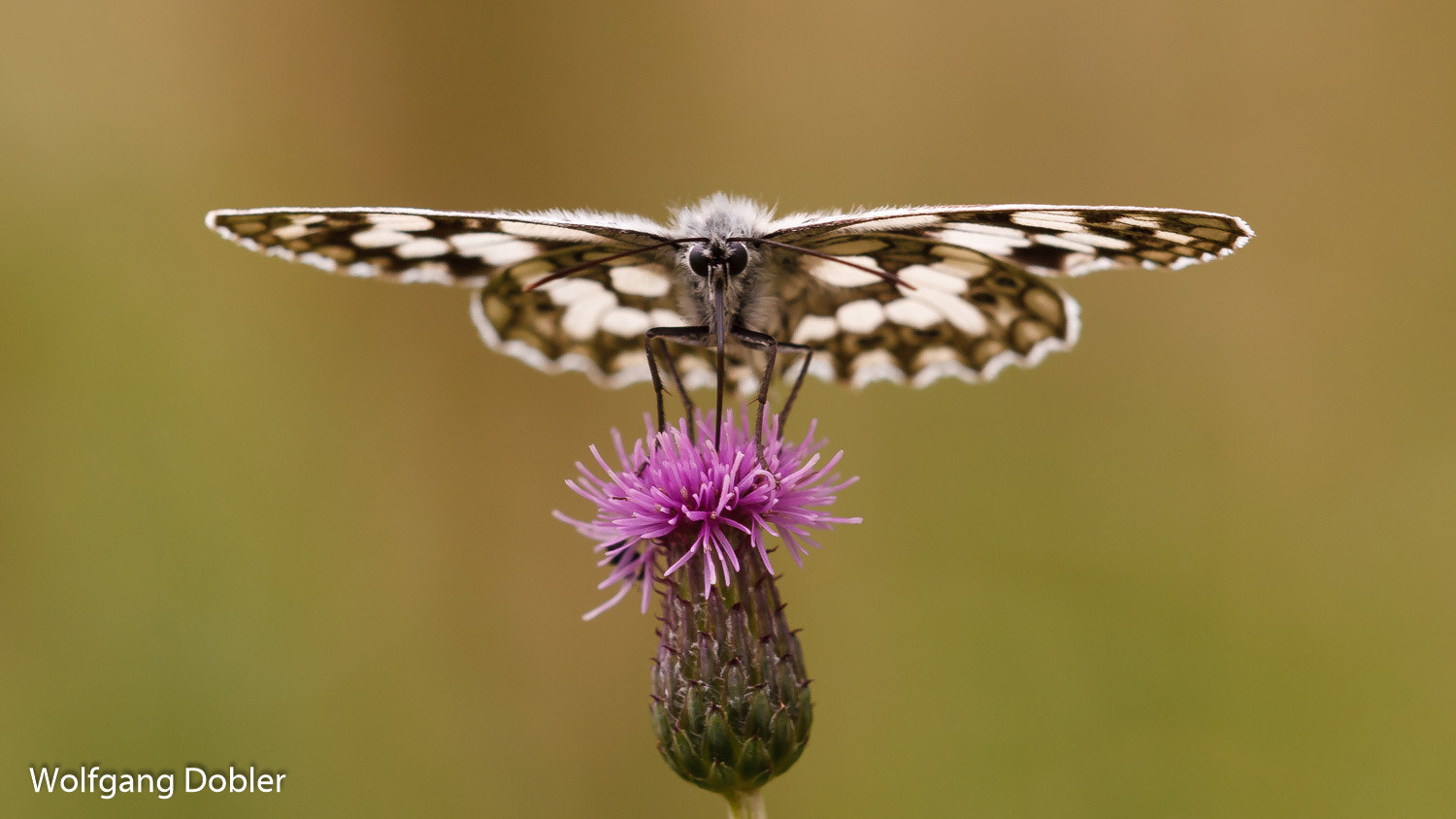 Sigma APO Macro 150mm f/2.8 EX DG HSM sample photo. Schachbrettfalter photography