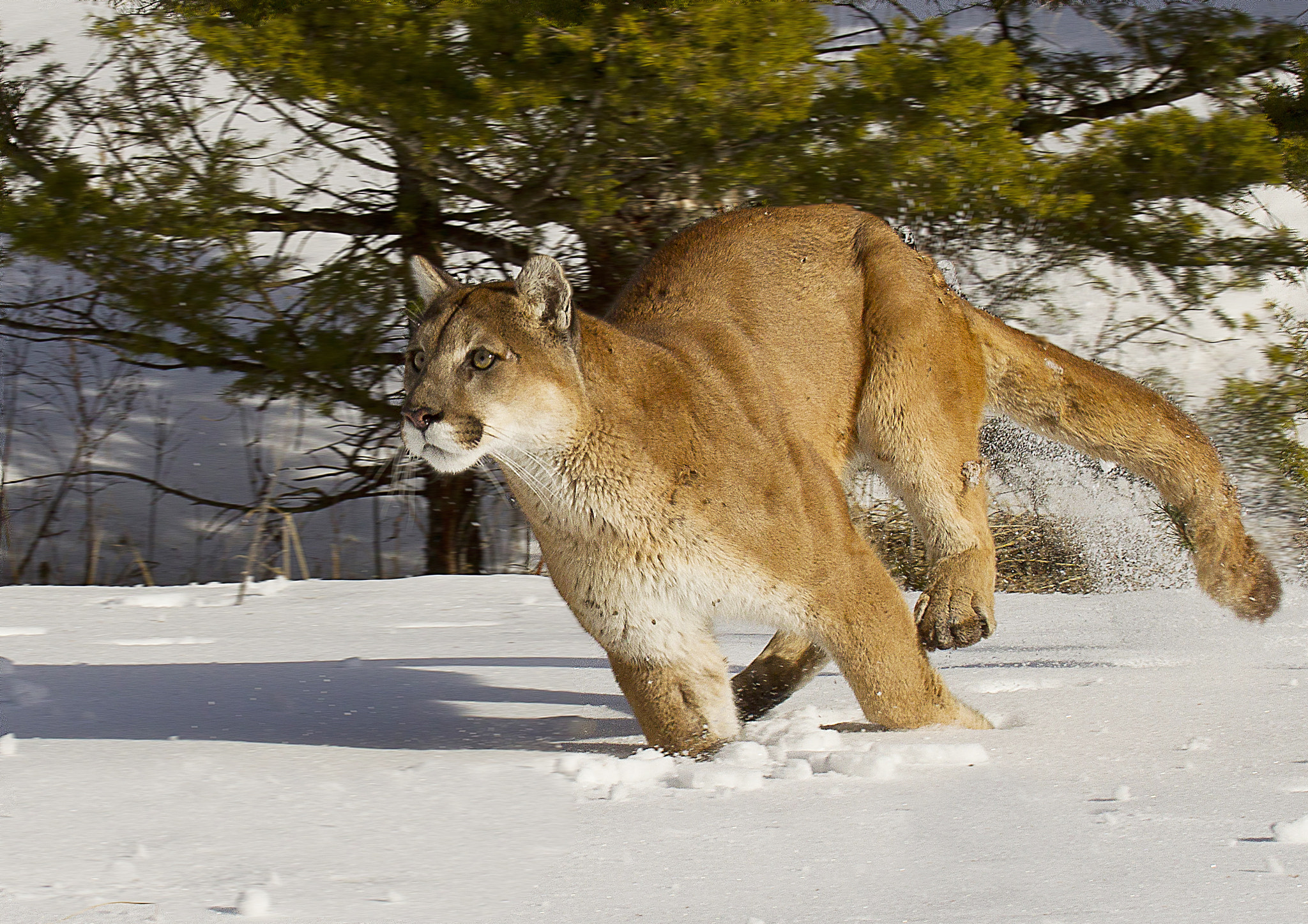 Canon EOS-1D Mark IV + Canon EF 100-400mm F4.5-5.6L IS USM sample photo. Mountain lion in deep snow photography