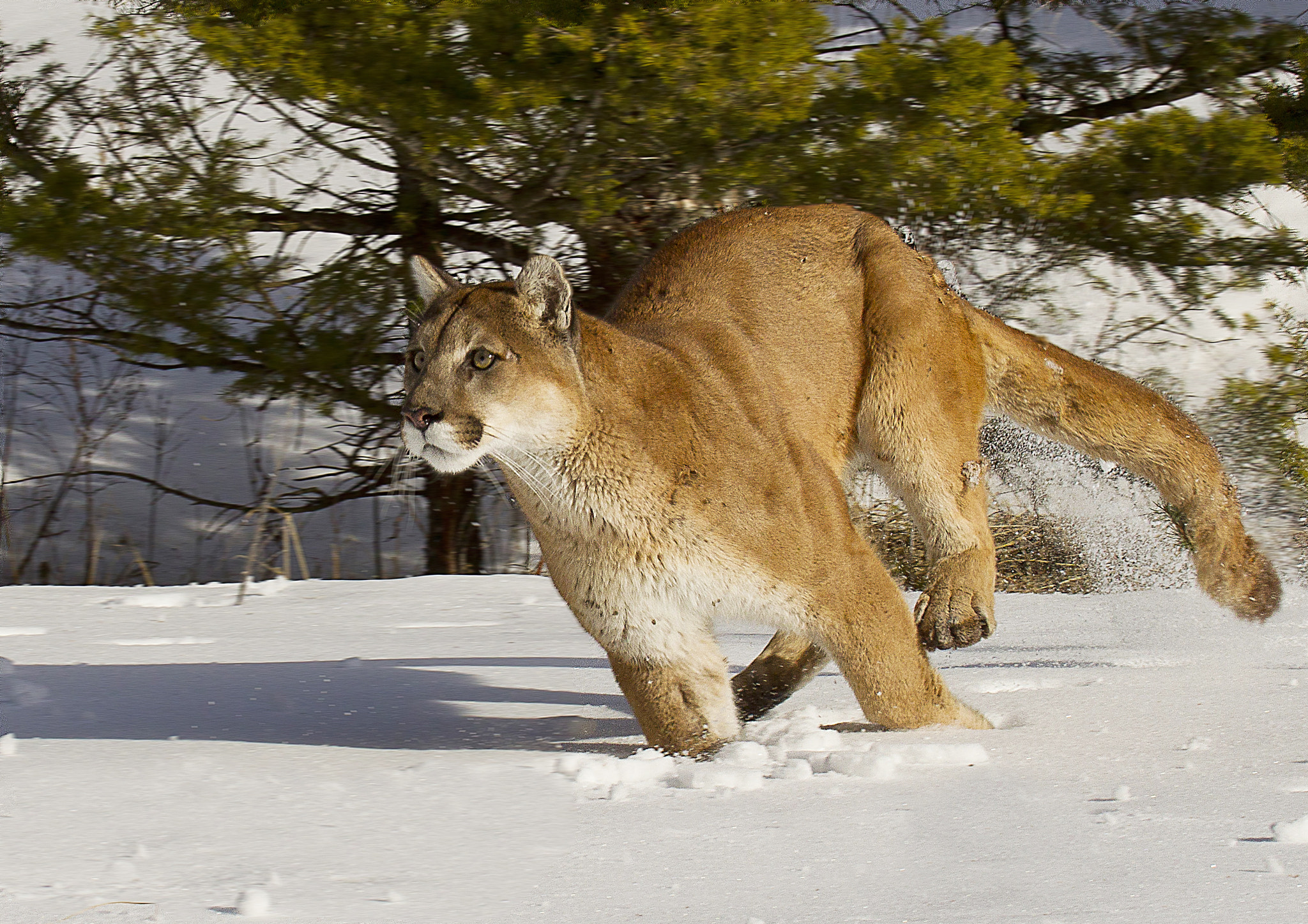 Canon EF 100-400mm F4.5-5.6L IS USM sample photo. Mountain lion in deep snow photography